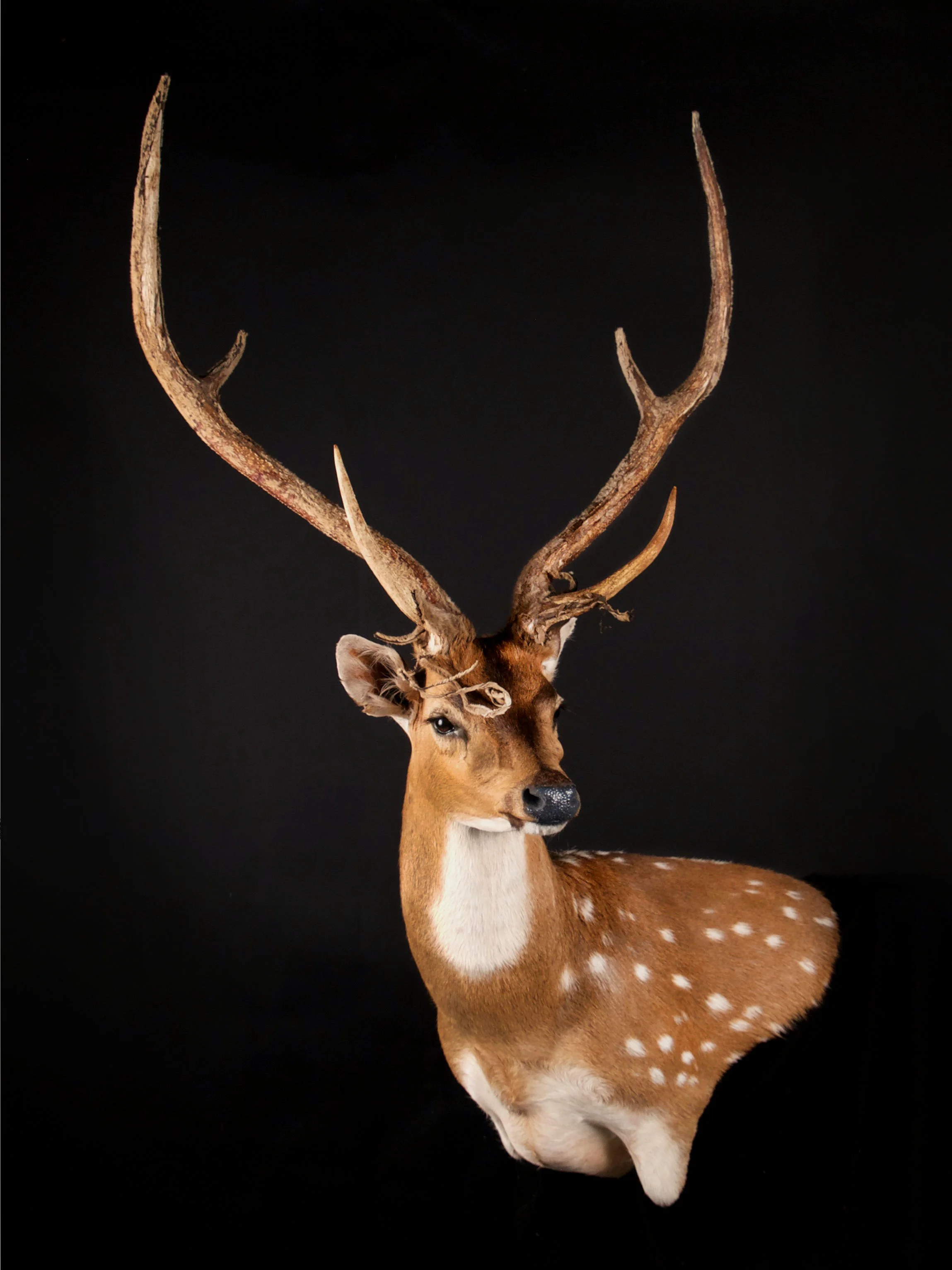 Axis Deer Mount