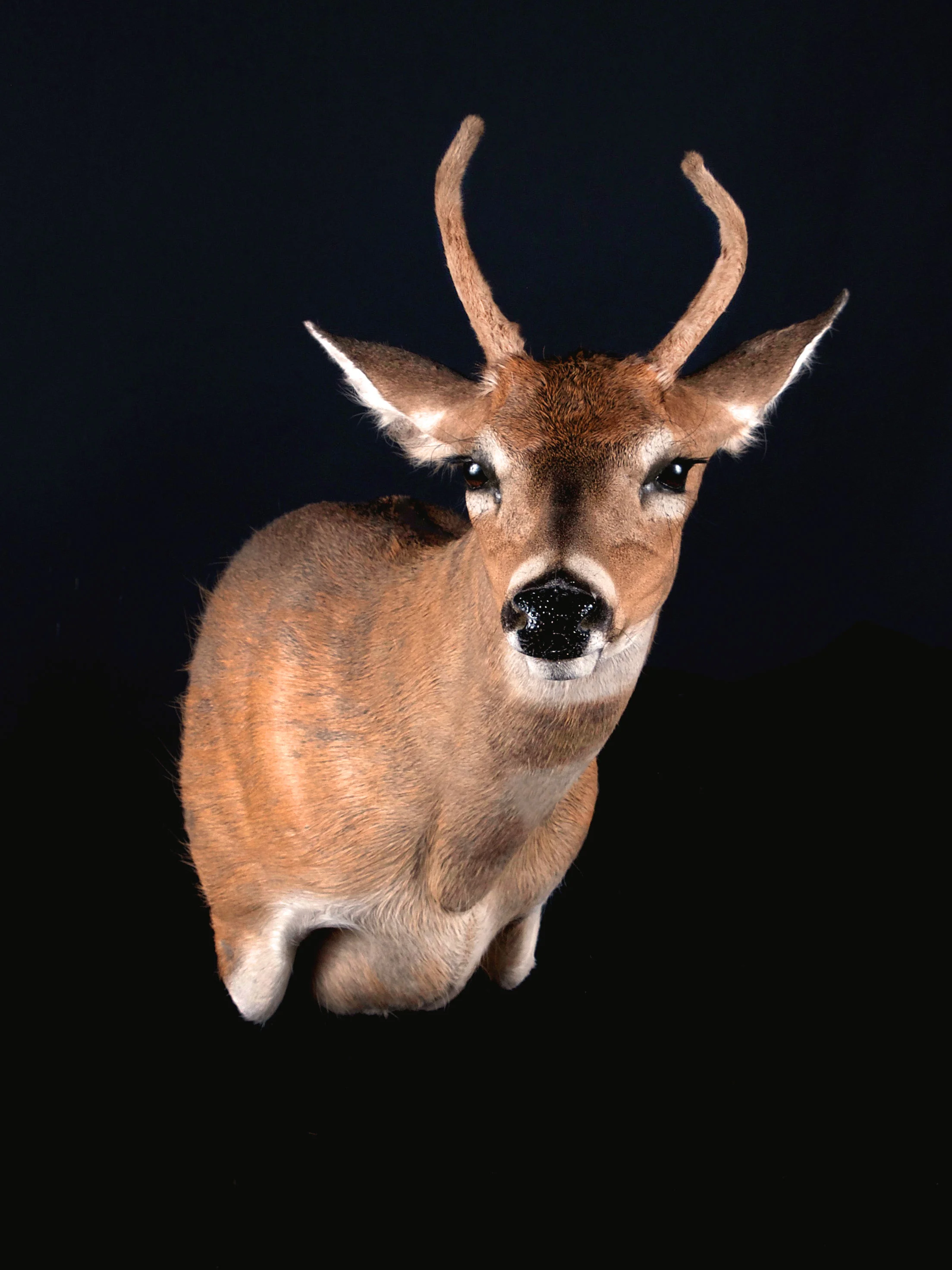 Whitetail Deer in Velvet