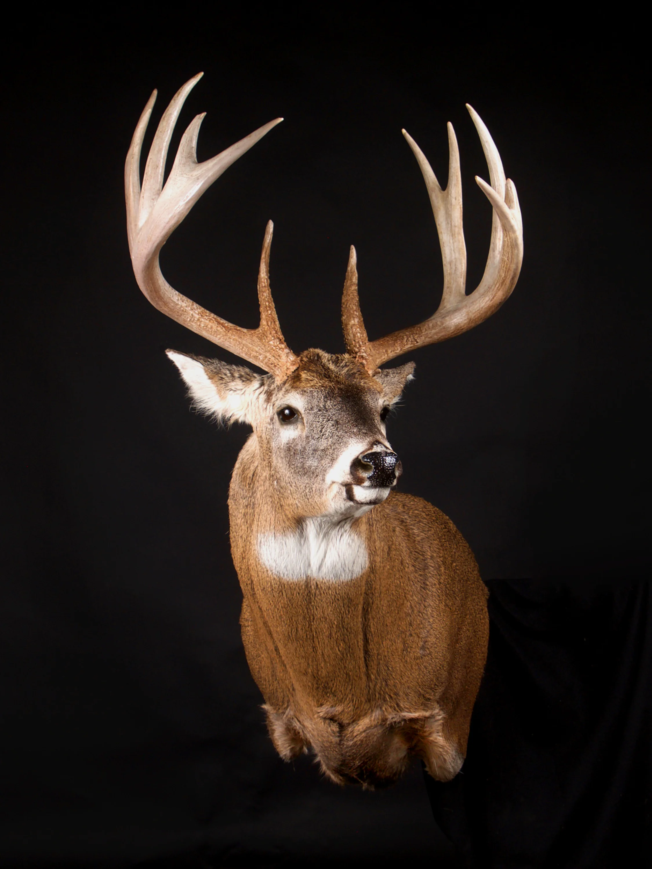 Whitetail Deer Head