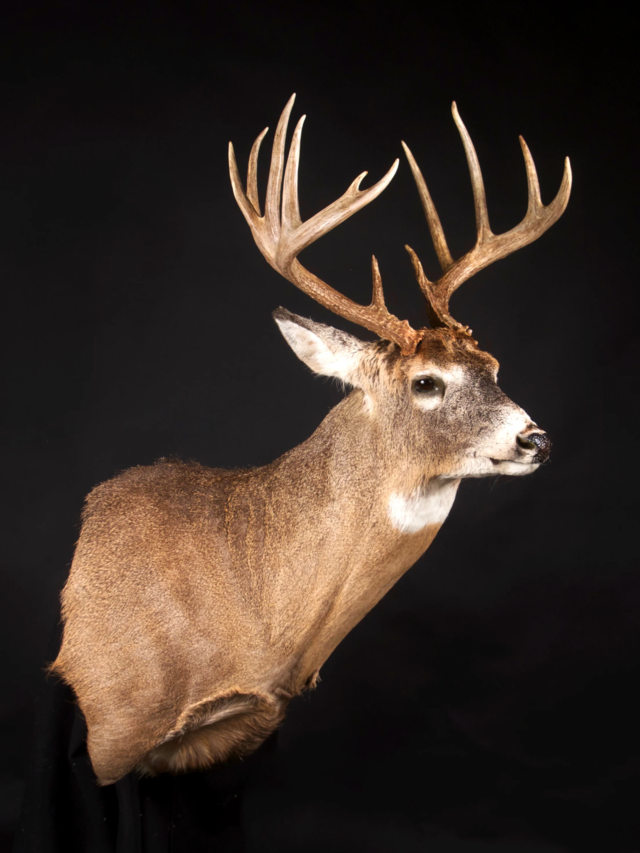 Whitetail Deer Head