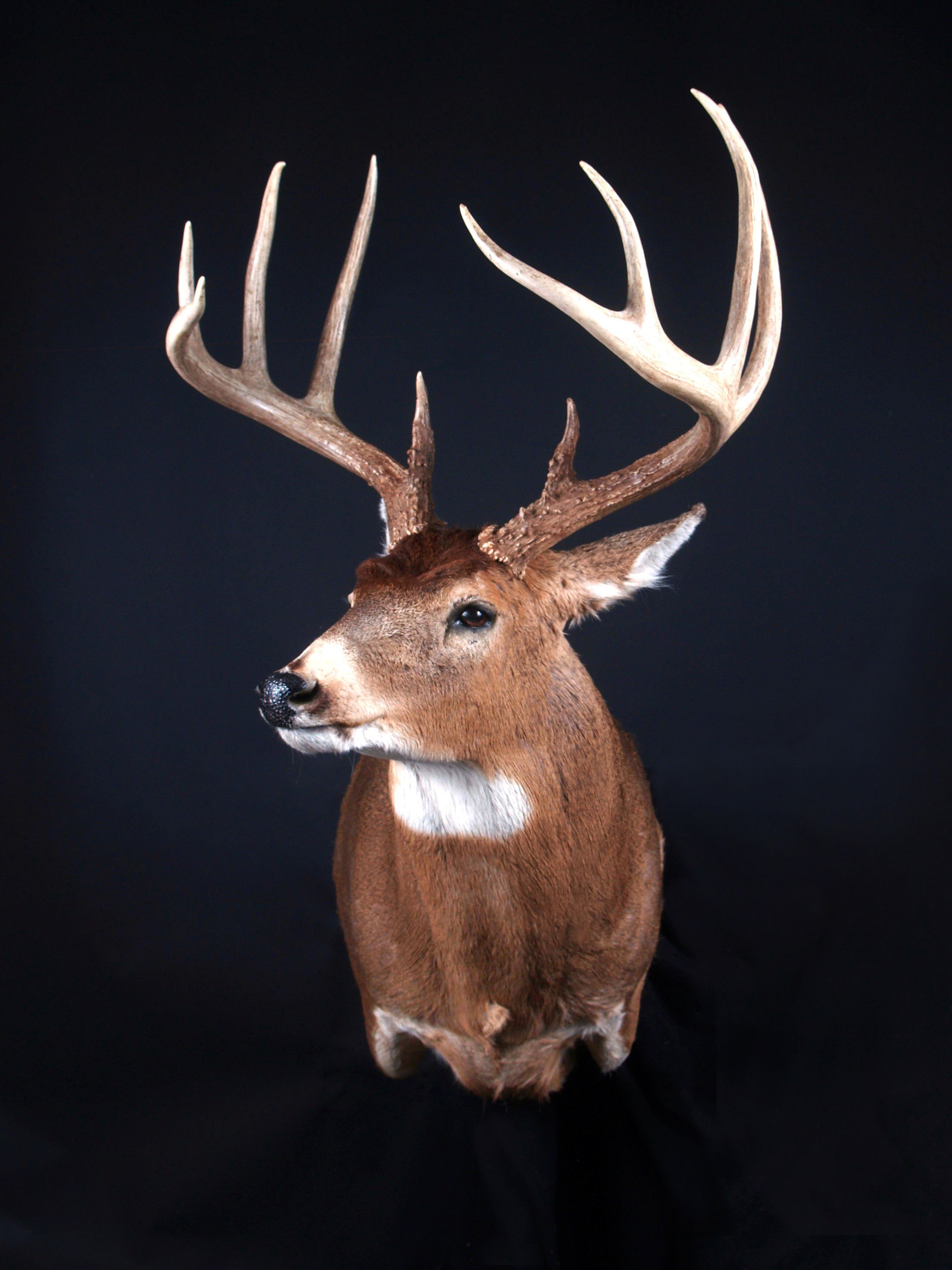 Whitetail $675