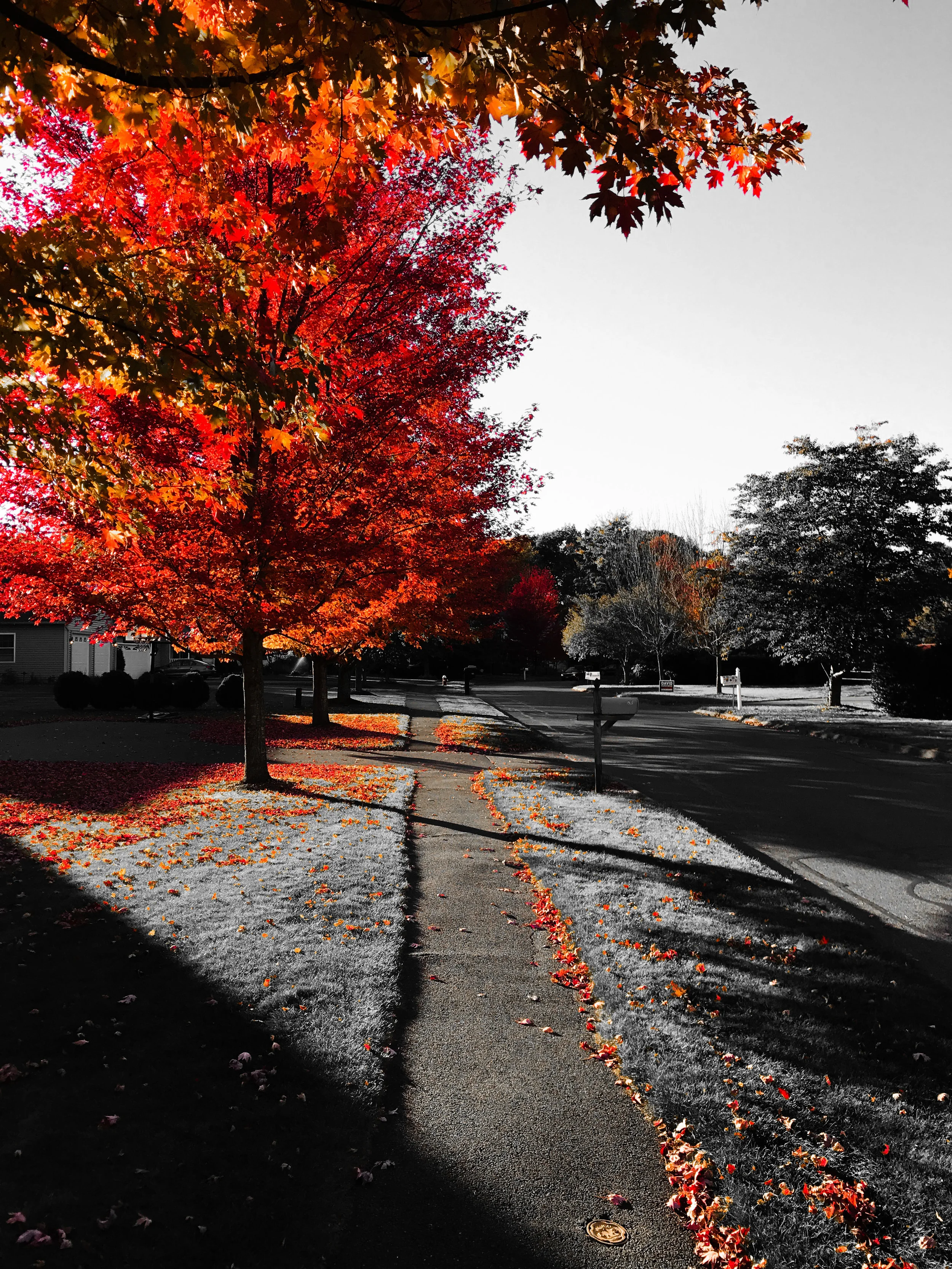 Fiery Fall Trees, part 1
