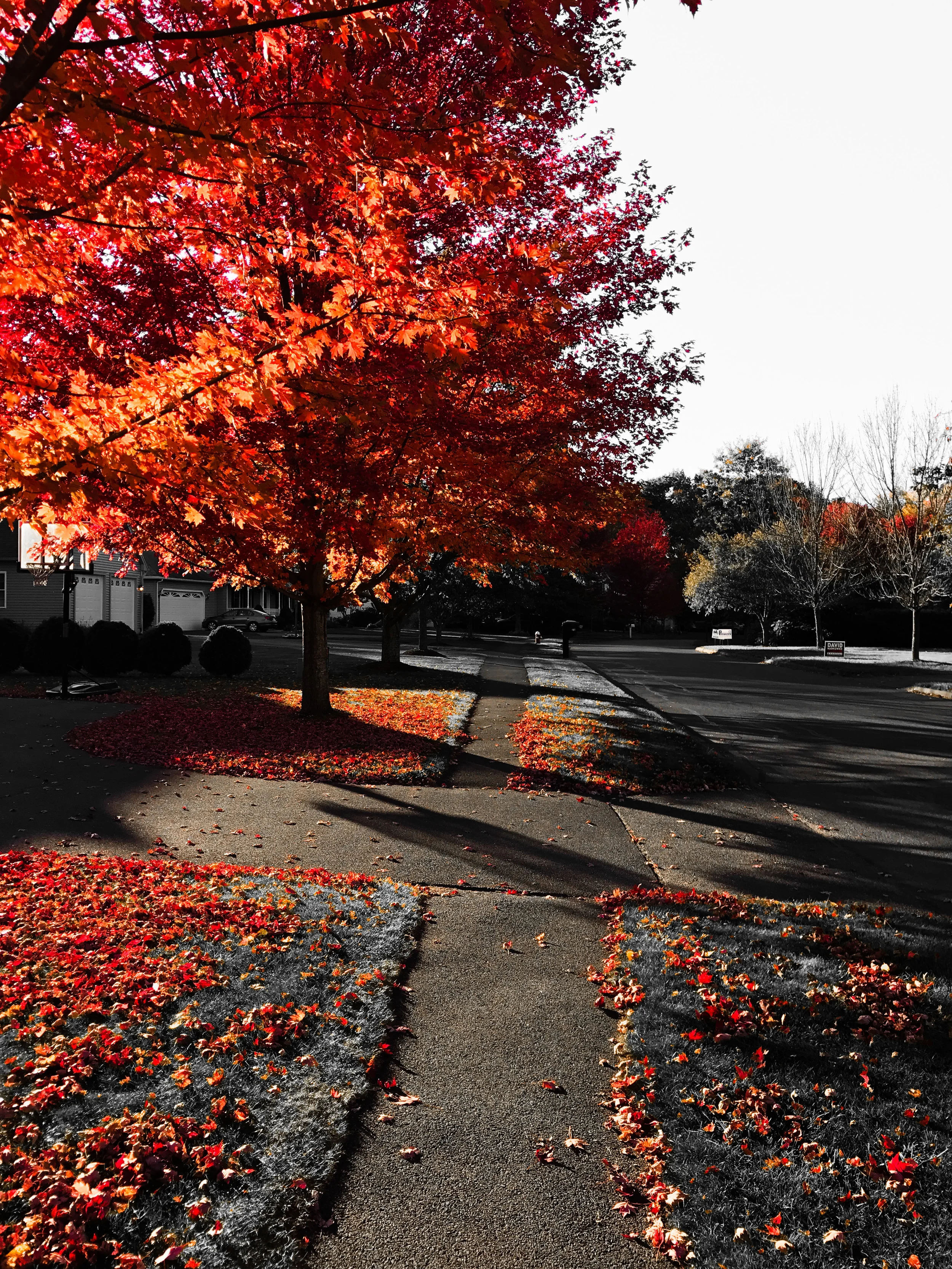 Fiery Fall Trees, part 2