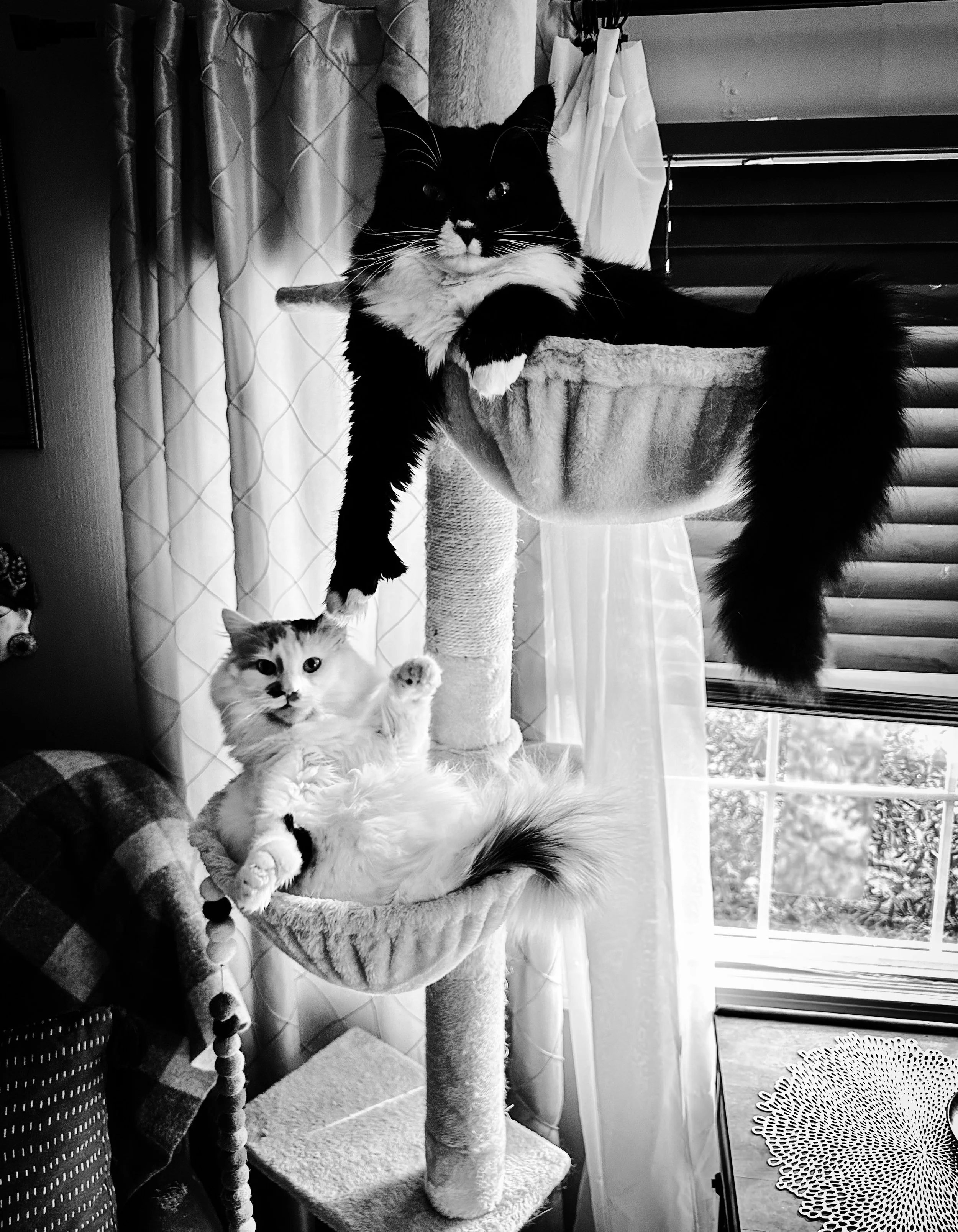 Featured photo at Revelry annual fundraiser