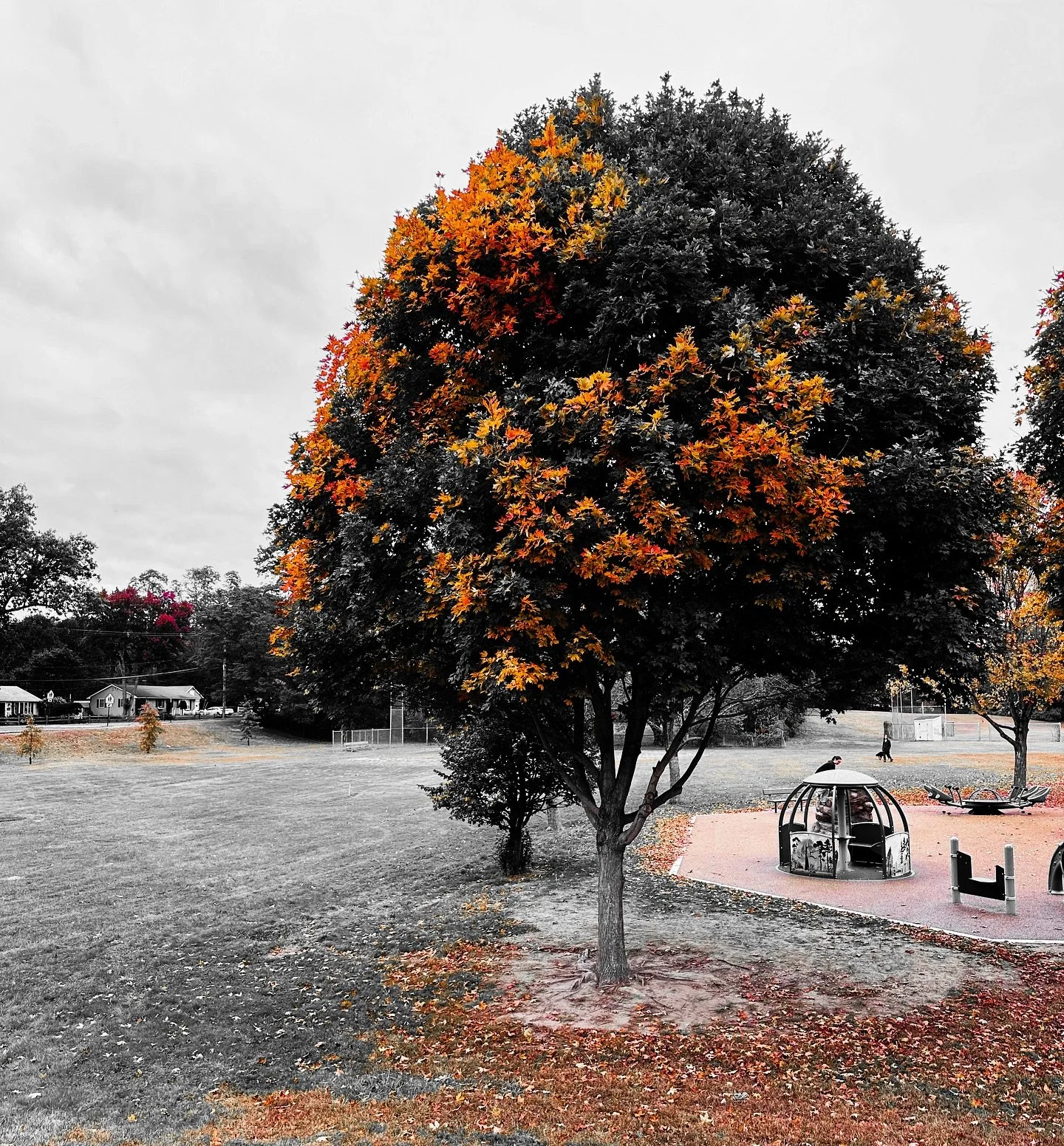 Autumn leaves, foliage colorsplash #colorsplash #foliage #fallvibes #autumn #autumnvibes #fall #fallcolors #landscape #landscapephotography #trees