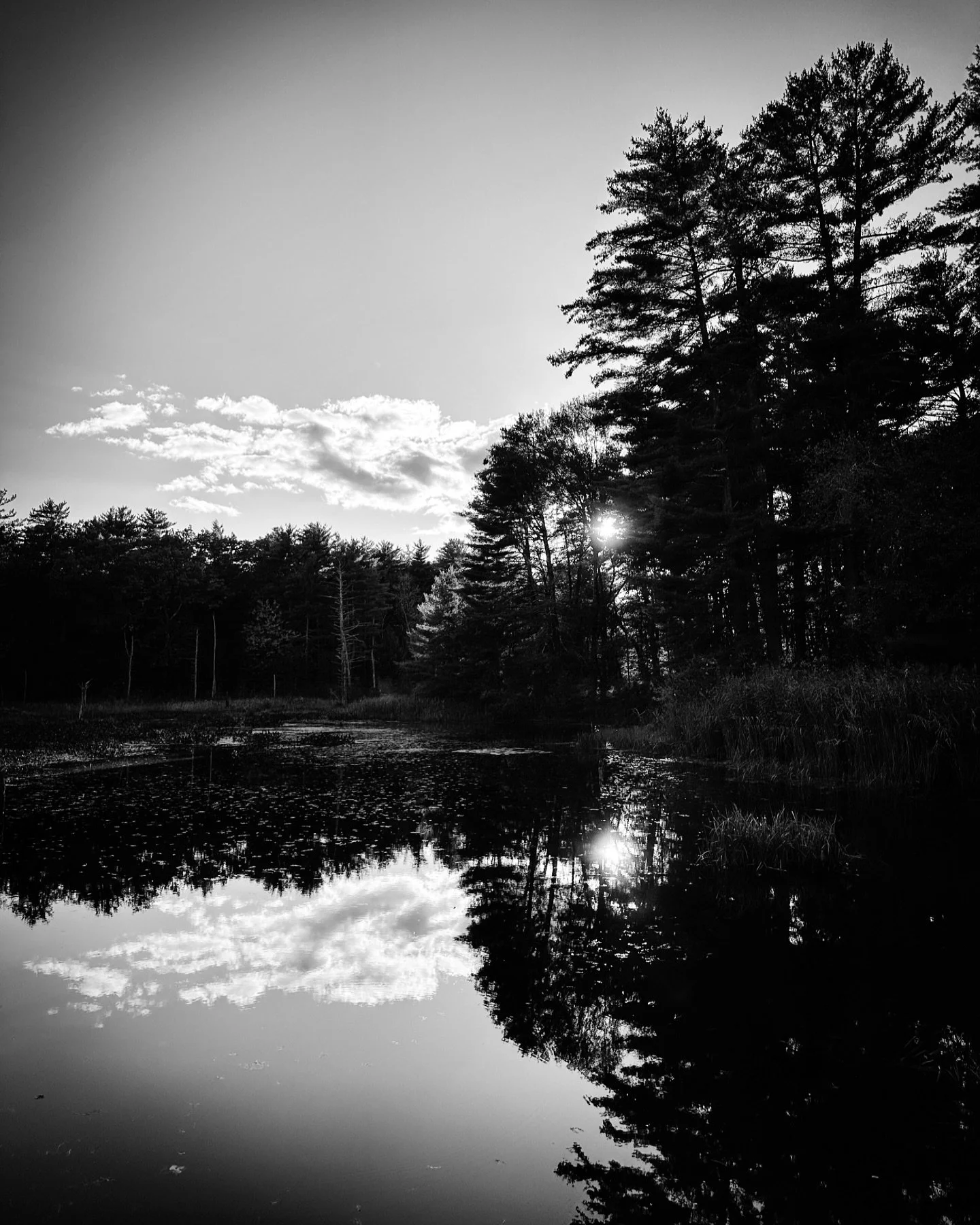 Evening sun #twilight #evening #sun #reflections #blackandwhite #blackandwhitephotography #pond #landscape #landscapephotography