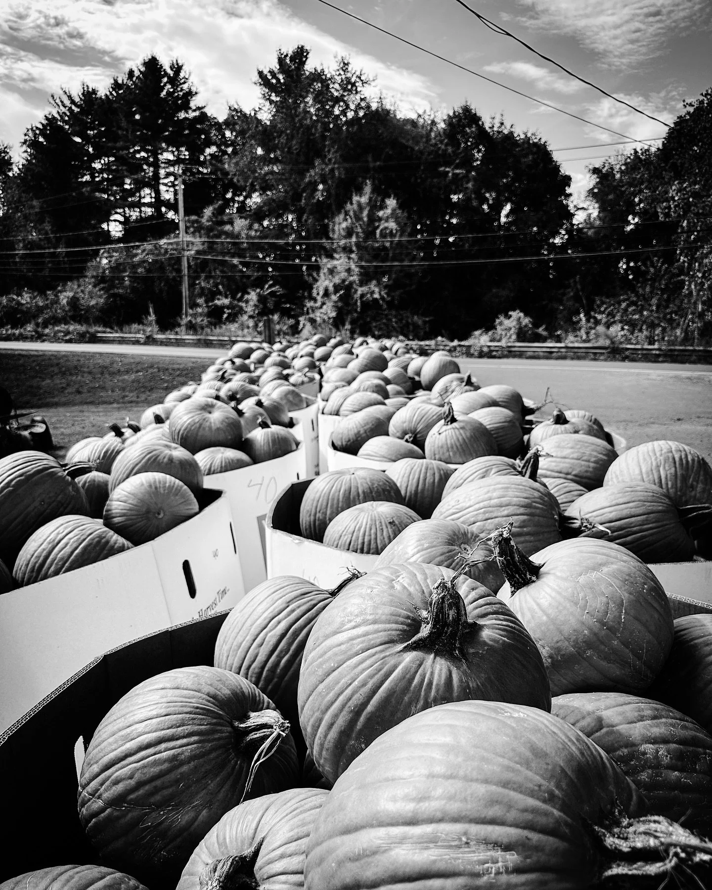 More pumpkins @atlasfarm_store #pumpkins #fallvibes #fall #autumn #streetphotography #farm #organicfarm #blackandwhitephotography #blackandwhite