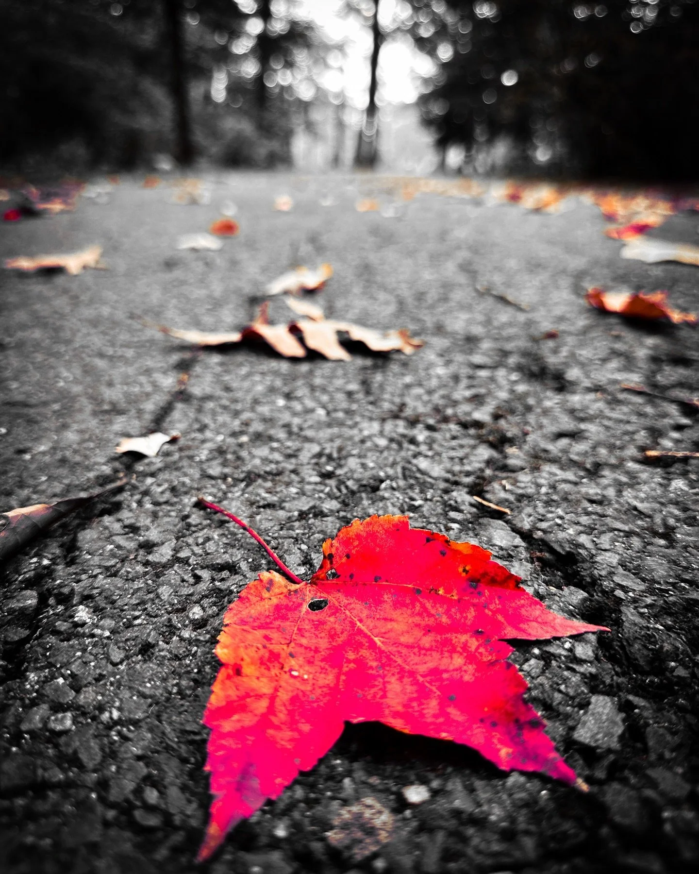 One year ago #streephotography #foliage #colorsplash #blackandwhite #blackandwhitephotography #throwback #fallvibes