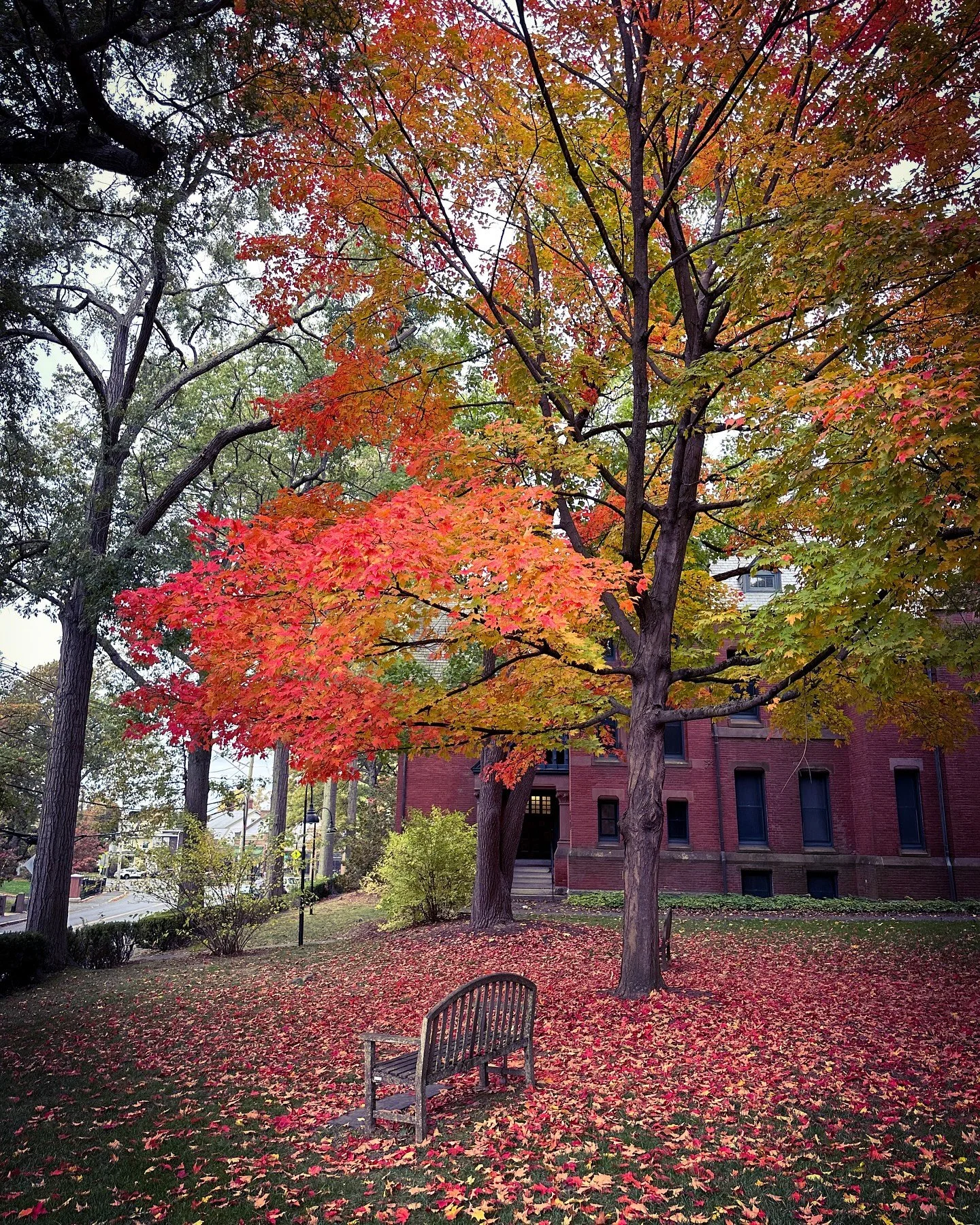 Foliage popping &amp; peaking #foliage #fallvibes #fallcolors #autumnvibes #autumn #leaves #streetphotos #streetphotography #colors