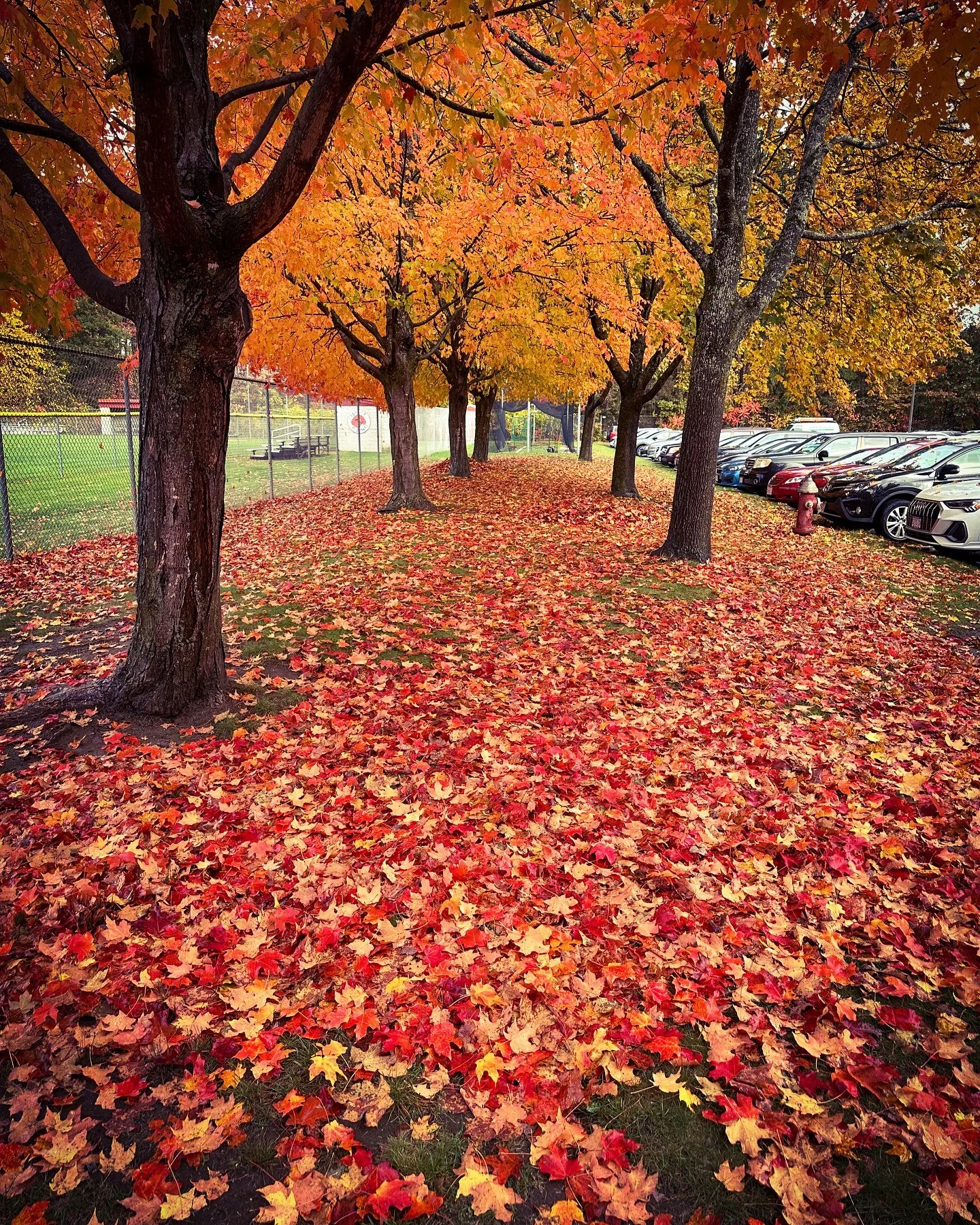 More fall vibes #foliage #fallvibes #autumnvibes #autumn #fall #colors #fallcolors