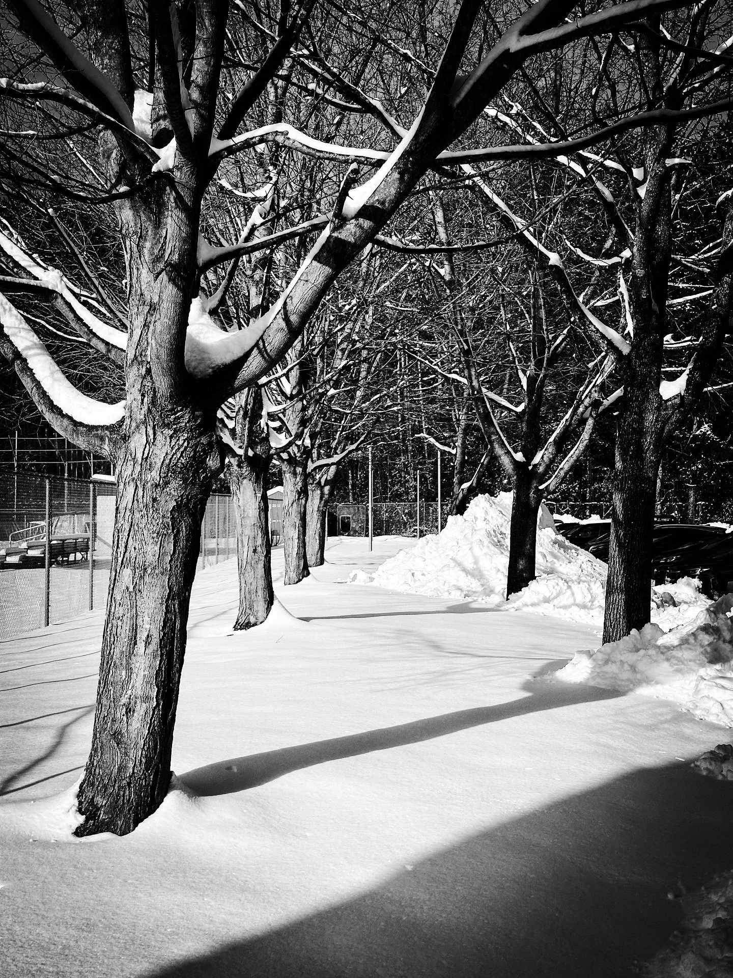 Snowy Winter trees #snow #snowy #trees #blackandwhite #blackandwhitephotography #monochrome #winter #landscape #landscapephotography