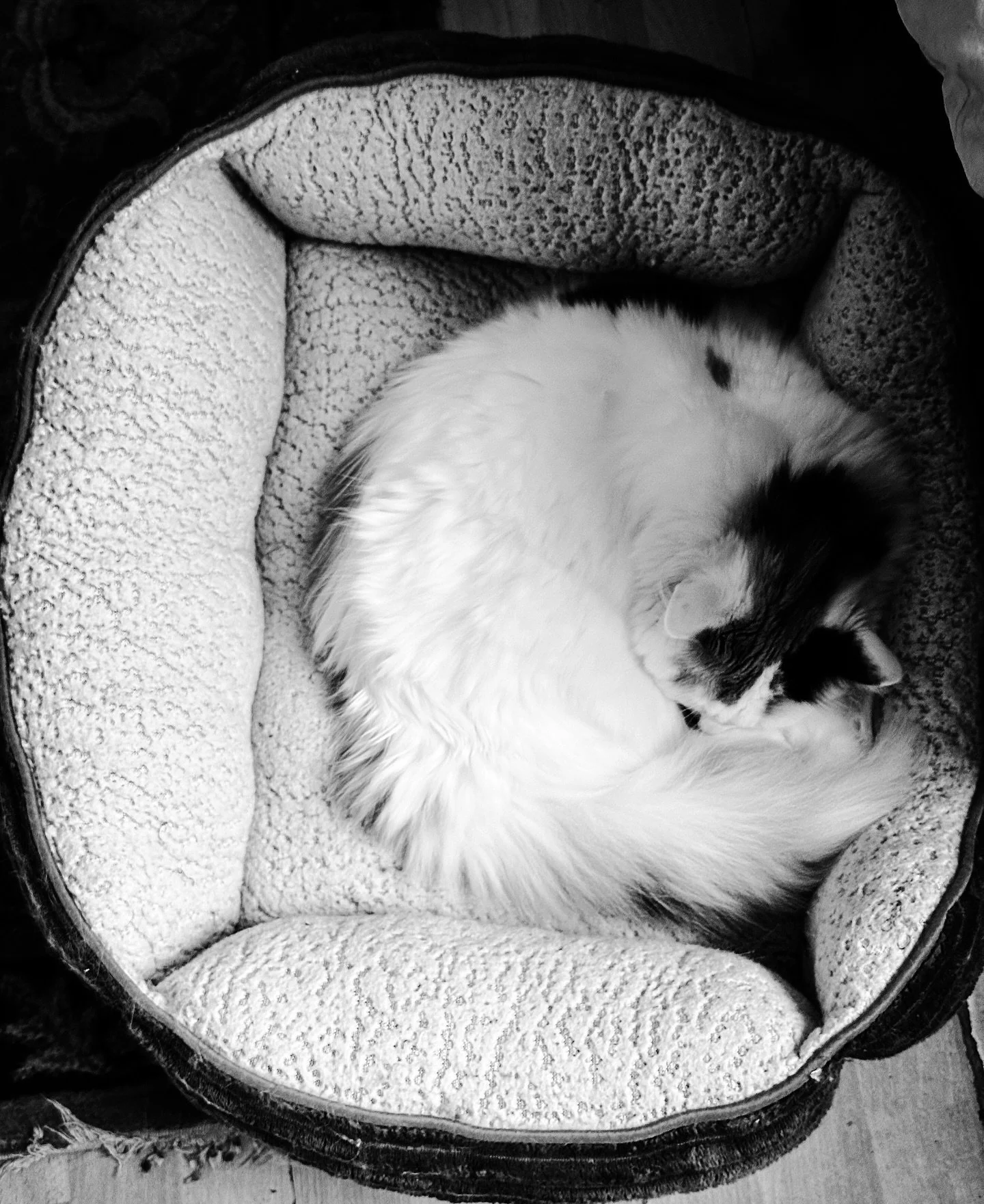 More cozy animal friends #pets #petportrait #petportraits #cat #dog #blackandwhitephotography #blackandwhite #cozy #winter