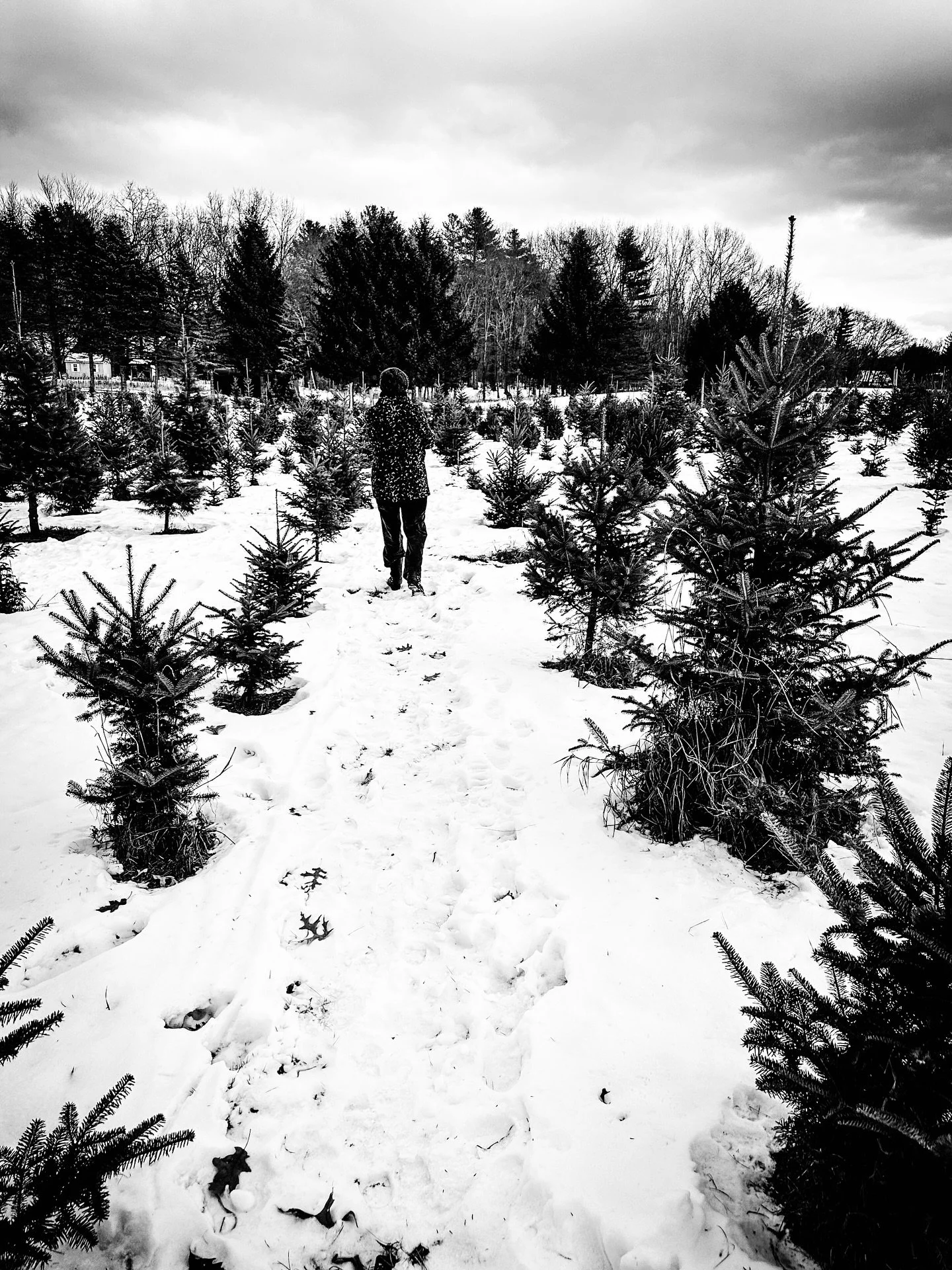 Found our tree 🎄❤️#christmastree #christmasiscoming #blackandwhite #blackandwhitephotography #landscape #winter #snow #snowy #christmastrees