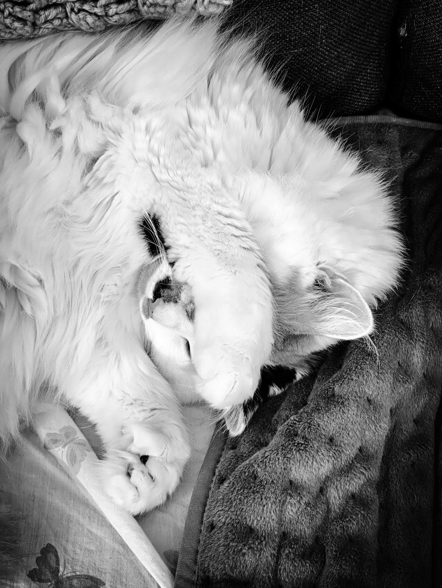 Another storm? #snowstorm #cat #cats #petportrait #blackandwhite #blackandwhitephotography #portrait