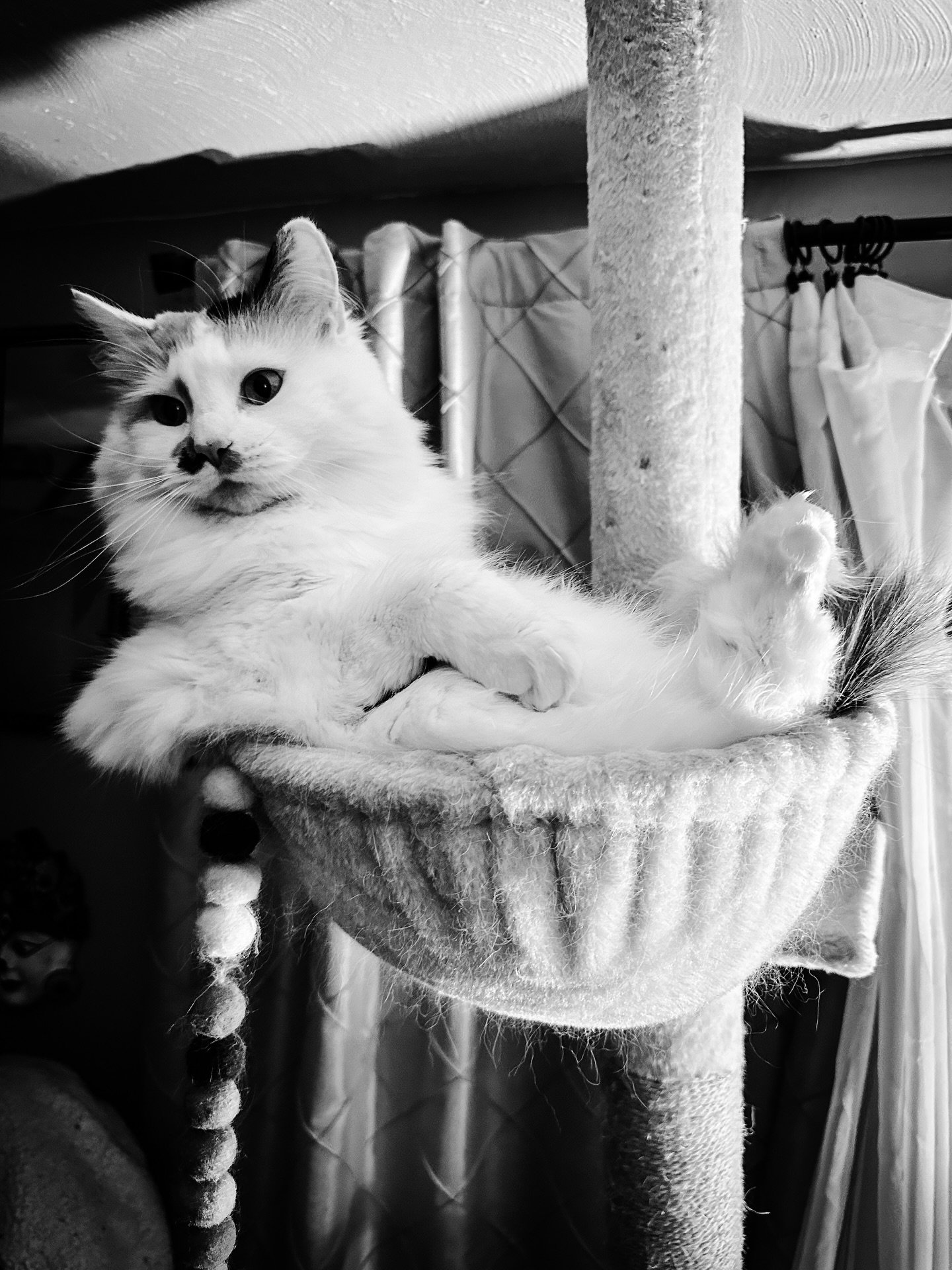 Cat bowl photo shoot #cattree #catbowl #cat #cats #petportrait #blackandwhitephotography #blackandwhite #portrait #chill #chilltime