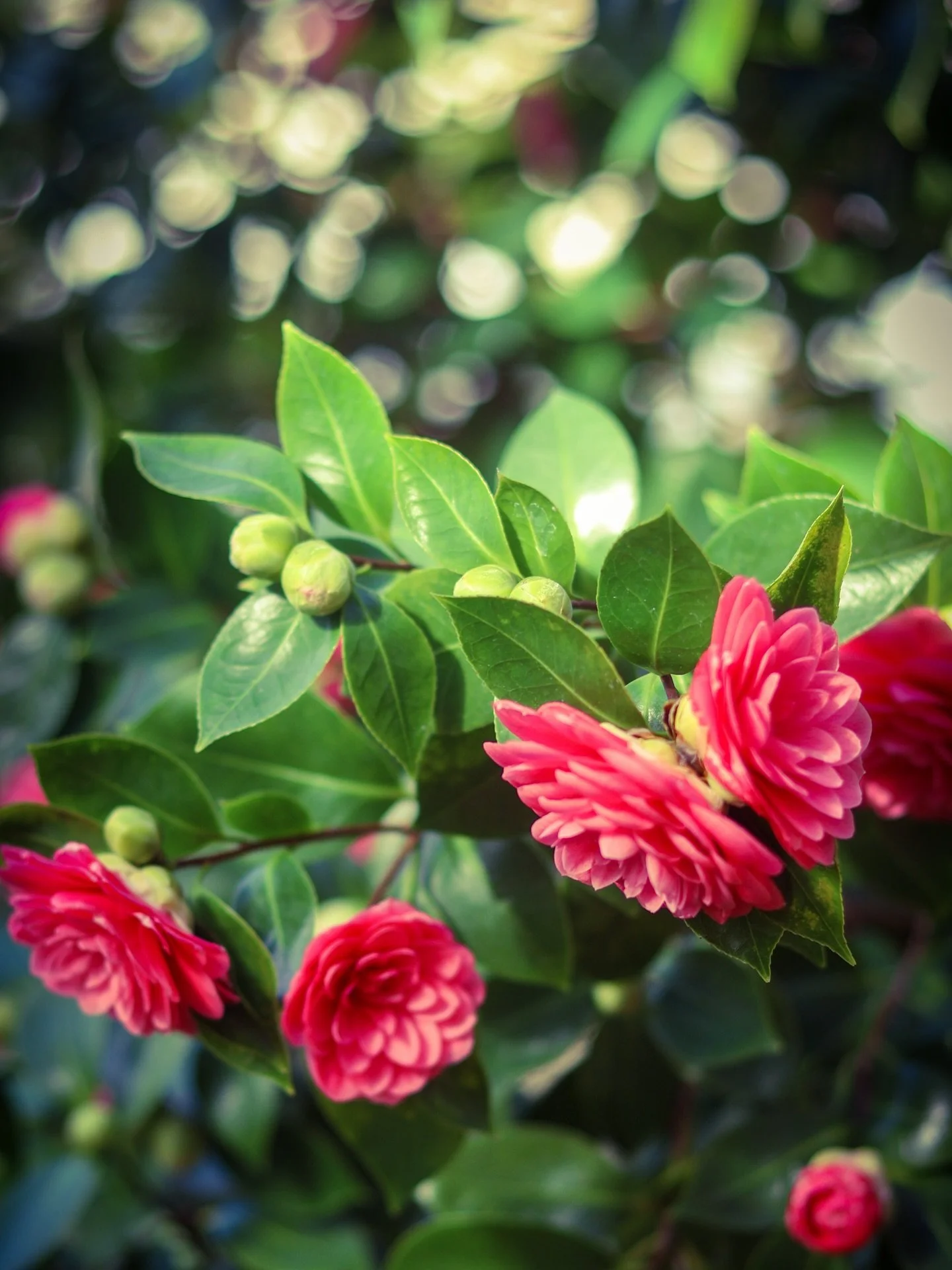 a bit of color #colors #colorphotography #flowers #flowerstagram #greenhouse @smithcollegebotanicgarden #botanical #bokah #warm #tropical