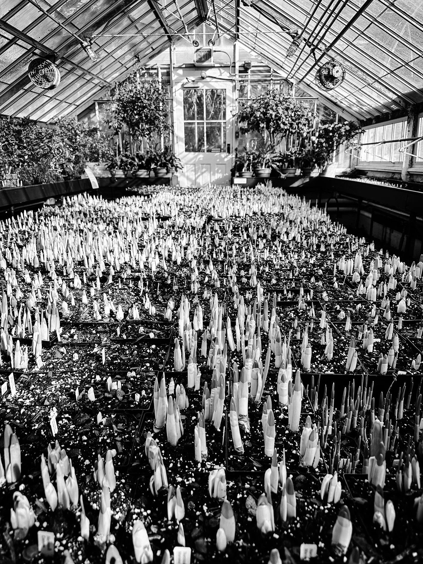 Spring bulbs- getting ready #springiscoming #springbulbs @smithcollegebotanicgarden #flowers #greenhouse #botanical #greenhouse #blackandwhite #blackandwhitephotography