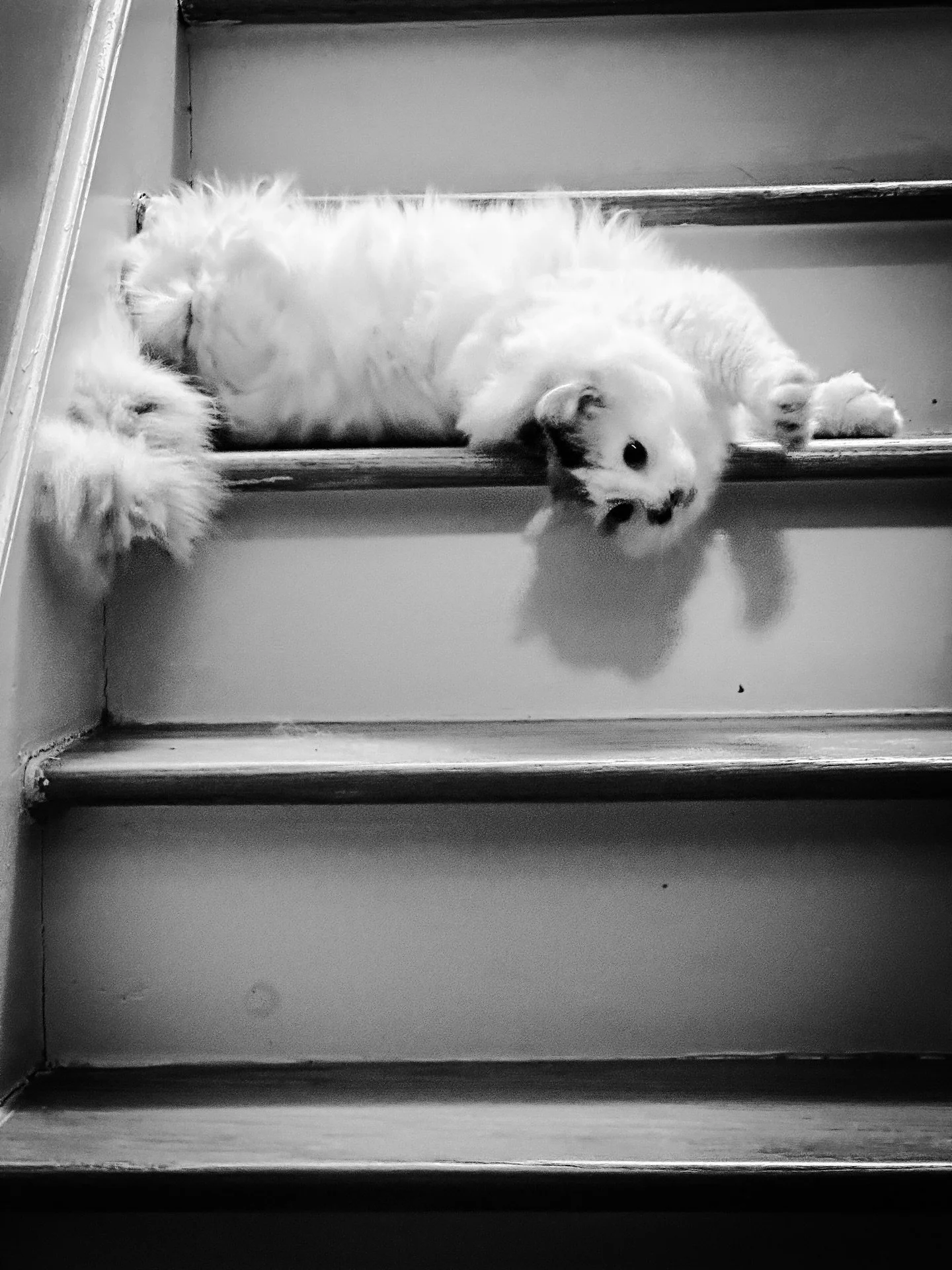 Life with cats #cat #cats #blackandwhitephotography #blackandwhite #petportrait