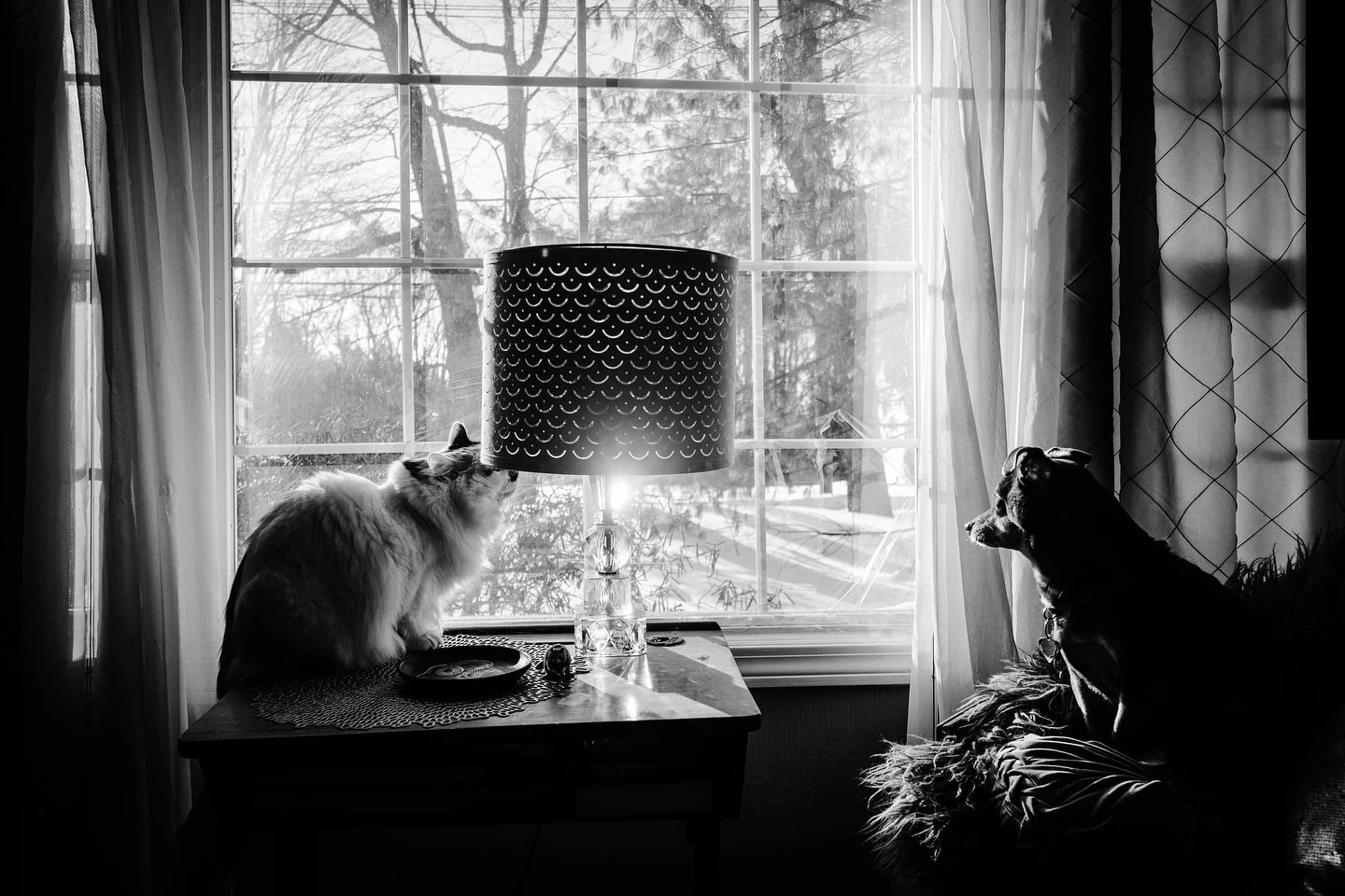Winter view #blackandwhite #blackandwhitephotography #cat #dog #cats #dogs #winter #snow #snowy #cold #view
