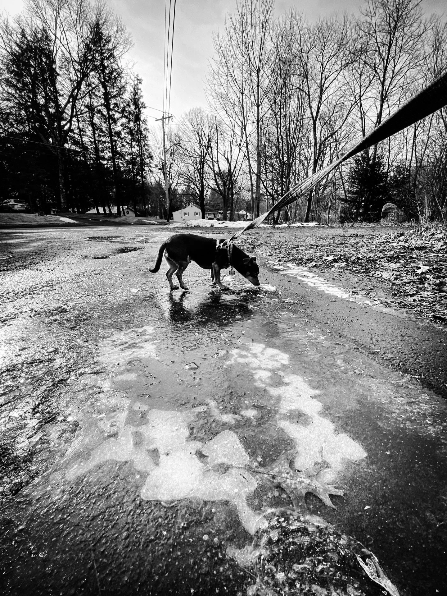 Before snow #walk #dogwalking #streetphotography #streetphotos #blackandwhitephotography #blackandwhite #winter #repost #throwback