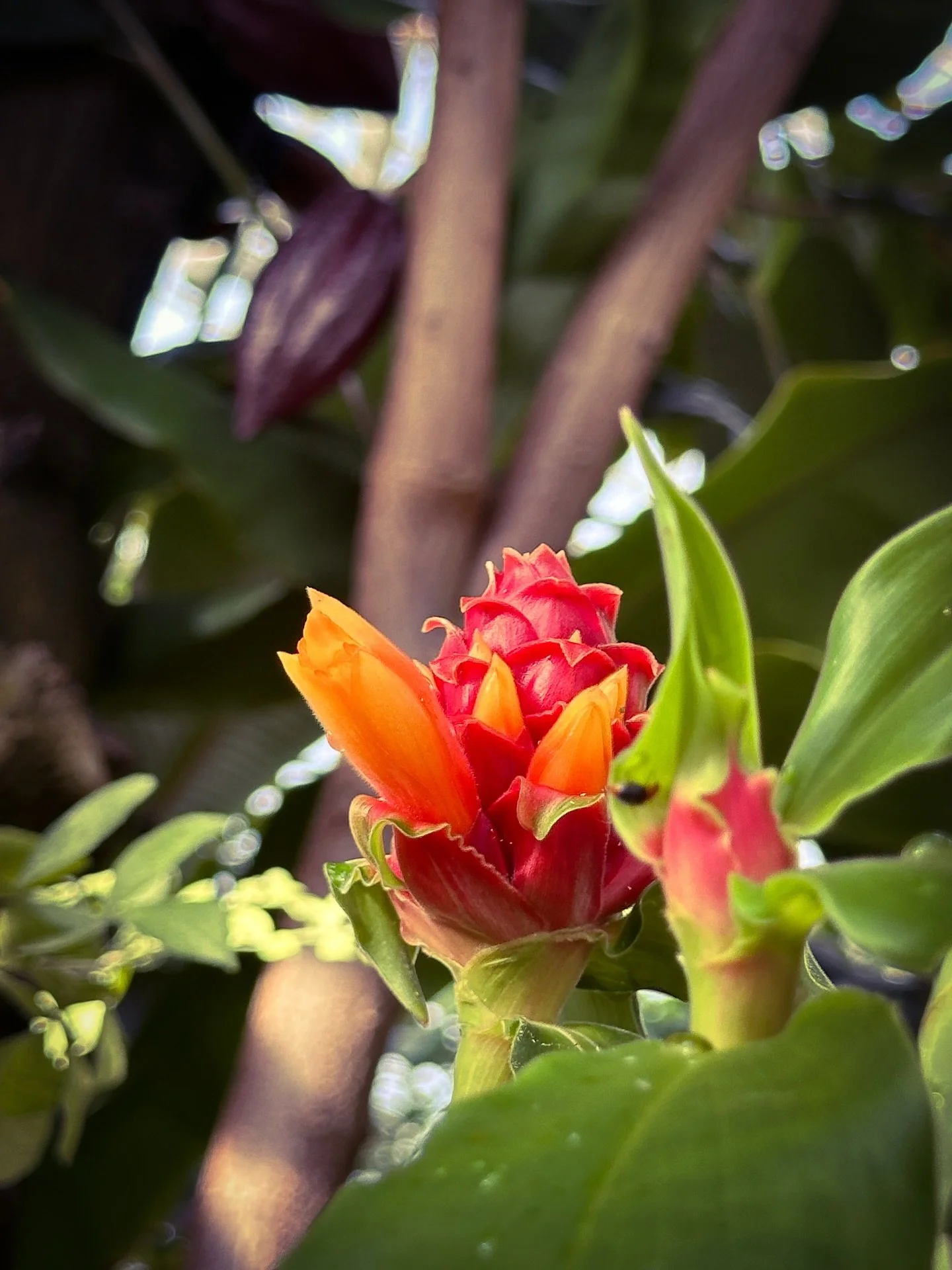 Today @smithcollegebotanicgarden #tropical #flowers #botanical #bokeh #cacao #greenhouse #plants #warm #colors #colorphotography #sepia #cyan #blackandwhitephotography