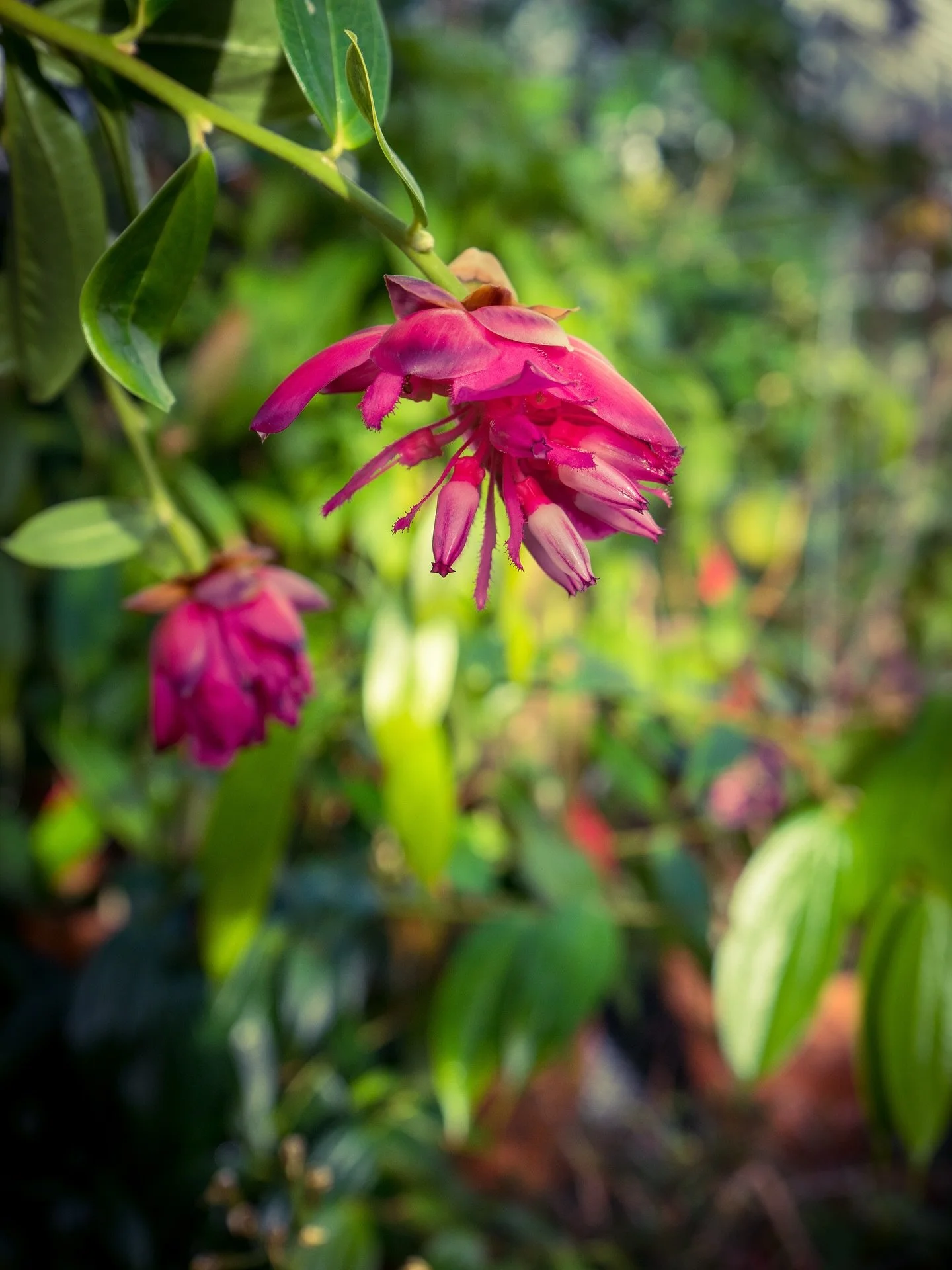 Happy Valentine&rsquo;s Day #flower #flowers ❤️✌️#bokeh #color #colors #colorphotography #nature #plants @smithcollegebotanicgarden #valentines #valentinesday #happyvalentinesday