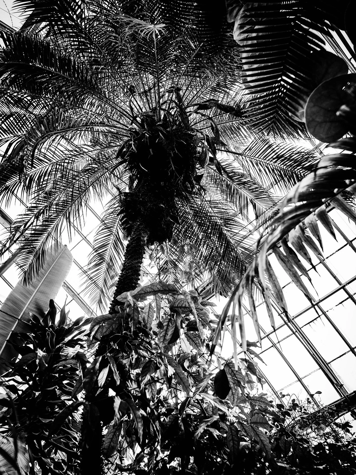 Tropical view @smithcollegebotanicgarden #palmtree #tropical #greenhouse #blackandwhitephotography #blackandwhite #botanical #calmvibes #quietvibes