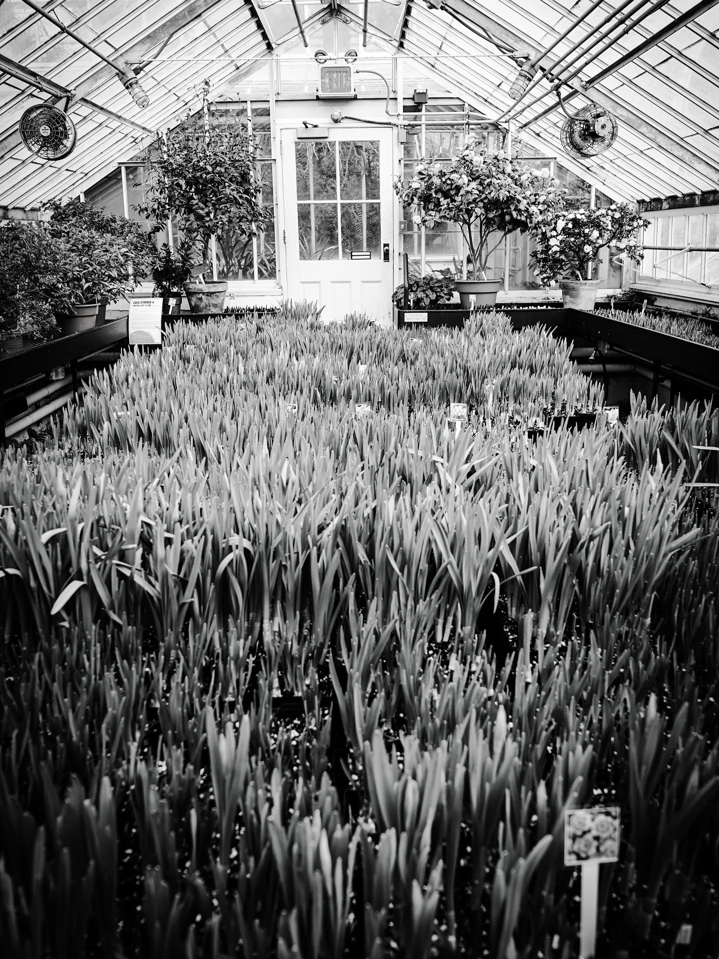 2 weeks later- bulbs getting ready for the spring show- more greenhouse scenes #greenhouse #plants #botanical #blackandwhitephotography #blackandwhite @smithcollegebotanicgarden #tropical