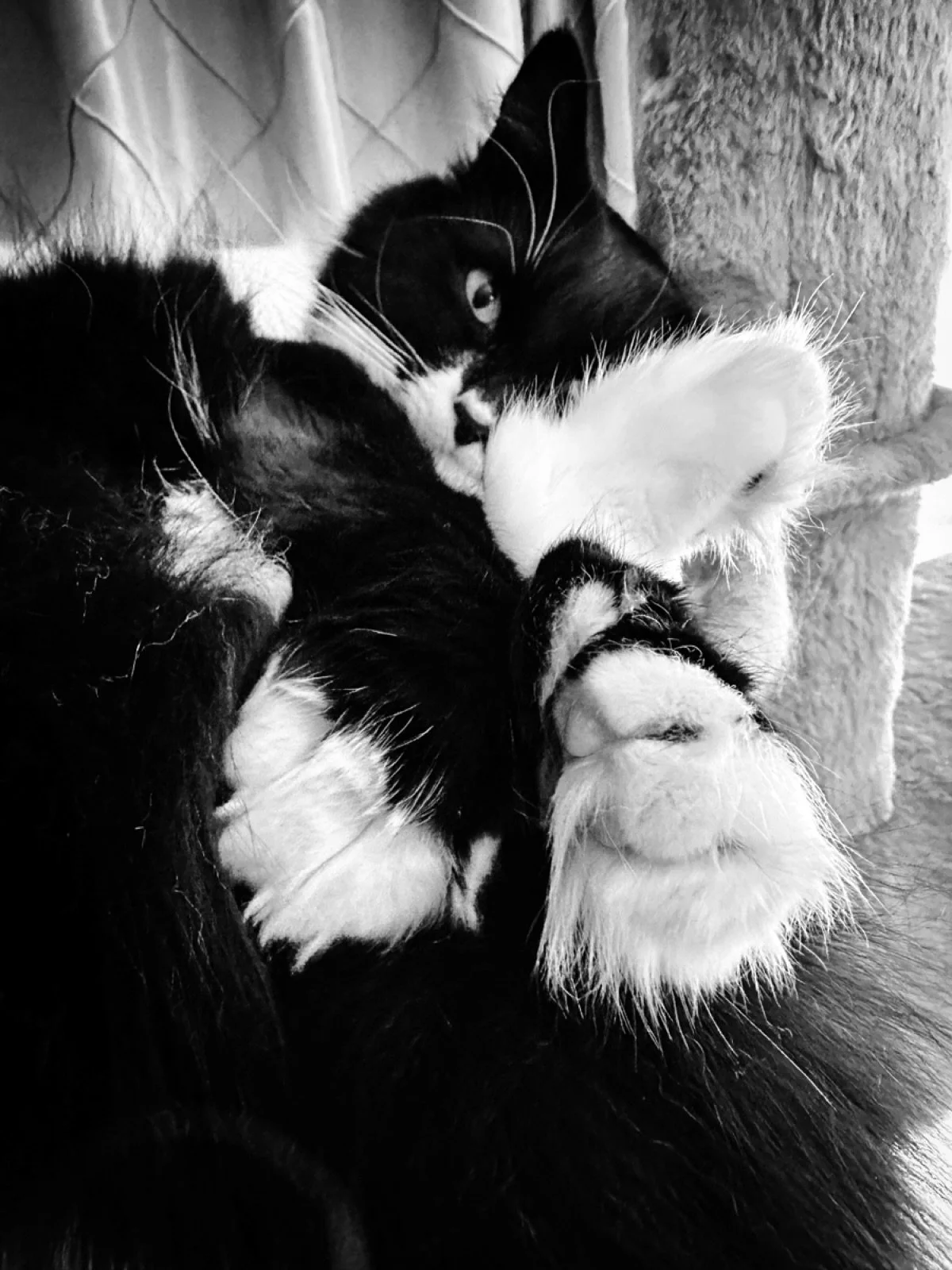 #cat #cats #petportrait #blackandwhitephotography #blackandwhite #home #portrait