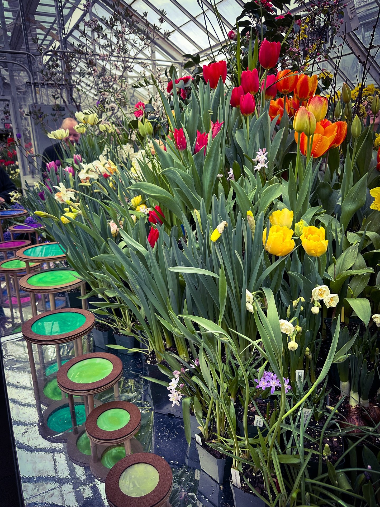 Spring bulb show! (2026) @smithcollegebotanicgarden #springbulbshow #springbulbshow2026 #flowers #spring #colors #colorphotography