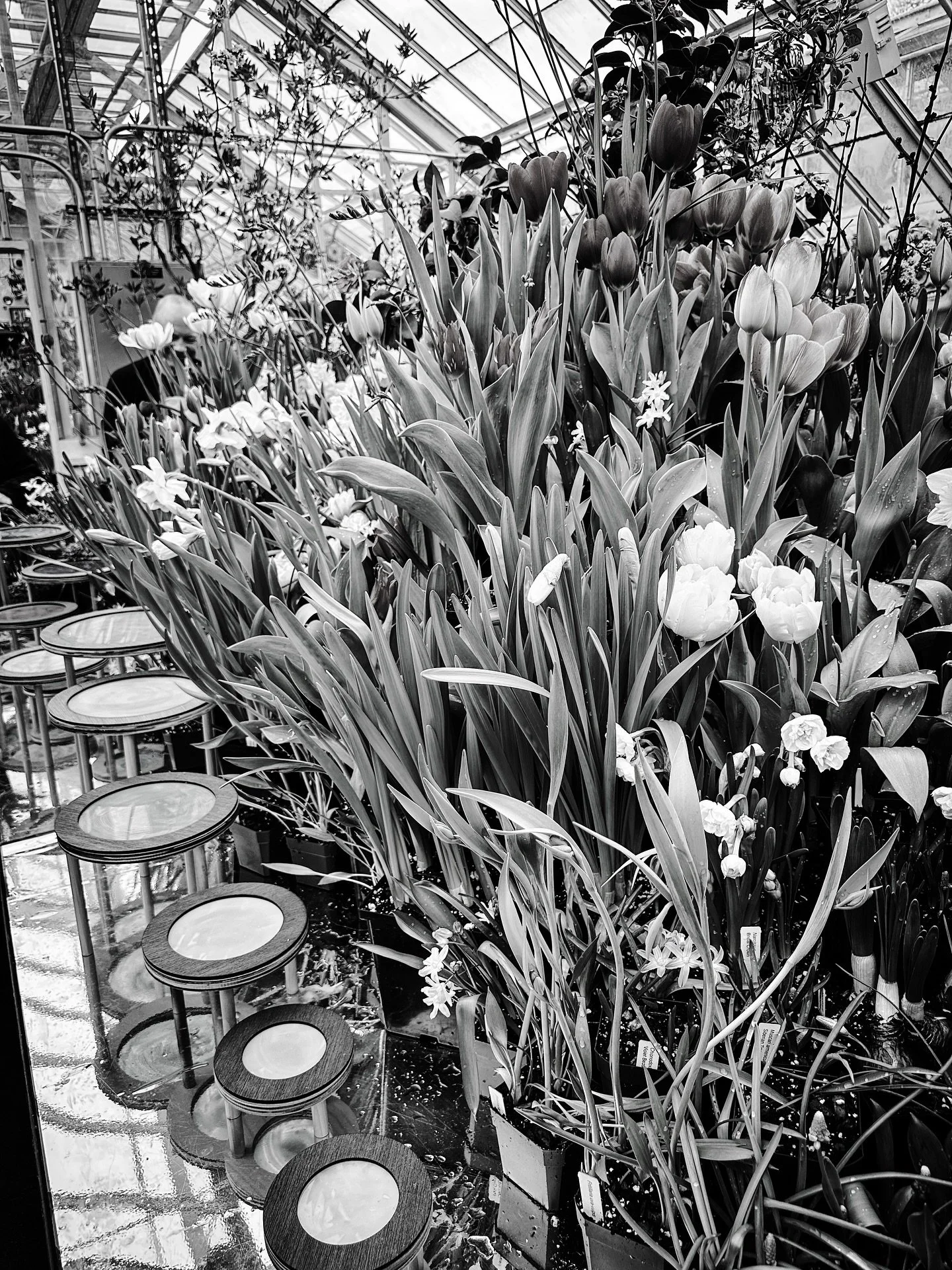 Black &amp; white versions #flowers #flowershow #springbulbshow #blackandwhite #blackandwhitephotography @smithcollegebotanicgarden #botanical #springiscoming