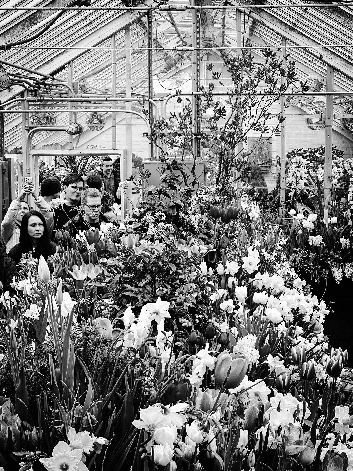 Spring bulb show is busy! #springbulbshow2026 @smithcollegebotanicgarden #flowers #greenhouse #flowers #springiscoming #blackandwhite #blackandwhitephotography