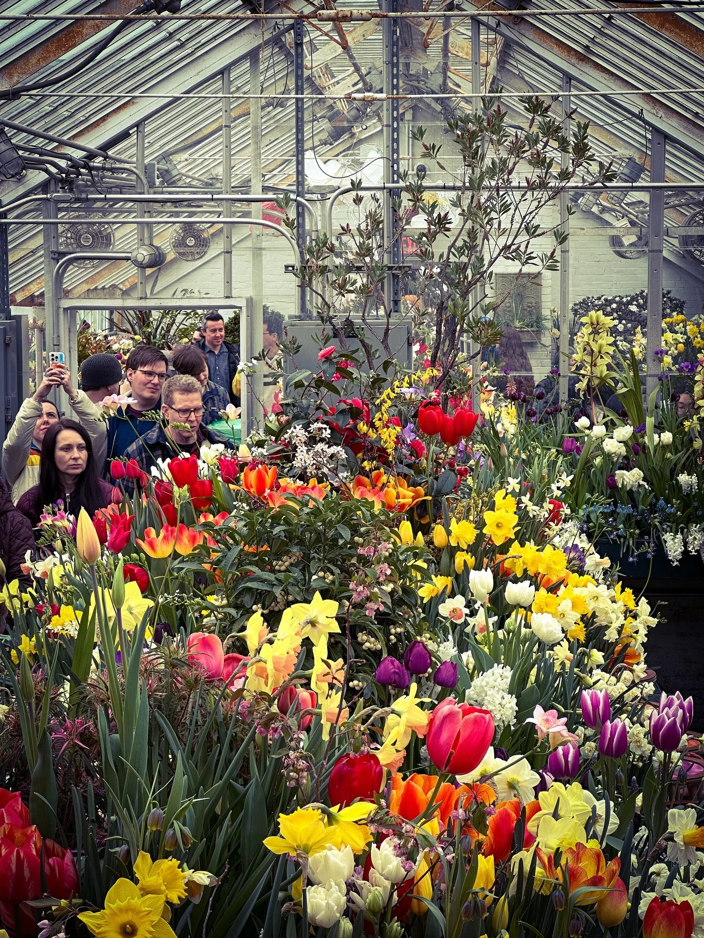 Busy Spring bulb show! #springbulbshow2026 @smithcollegebotanicgarden #flowers #colors #colorphotography #greenhouse #flowers #springiscoming