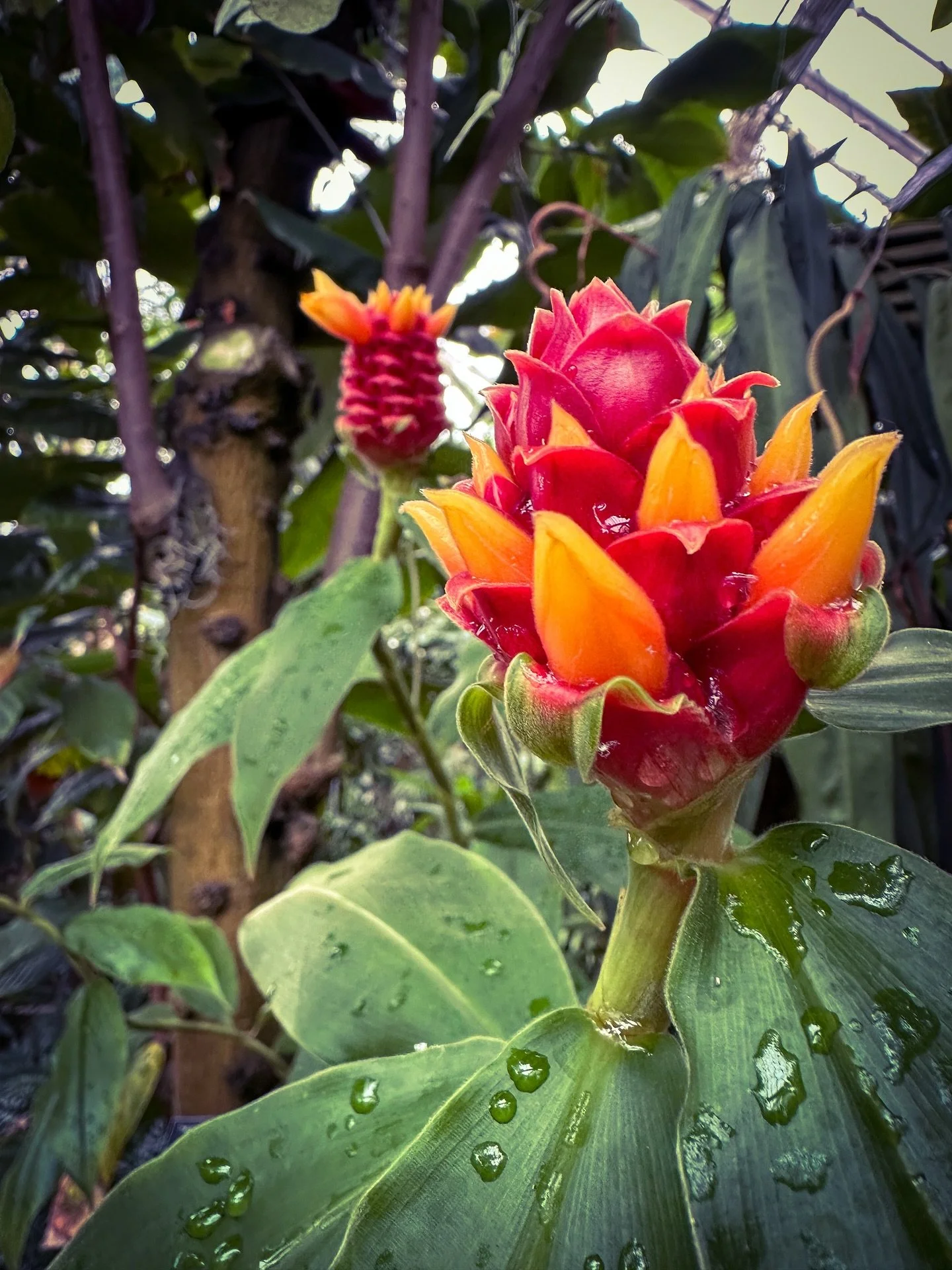 Pearly dewdrops #flowers #tropical #plants @smithcollegebotanicgarden #botanical #colors #colorphotography #tropicalplants #bokeh