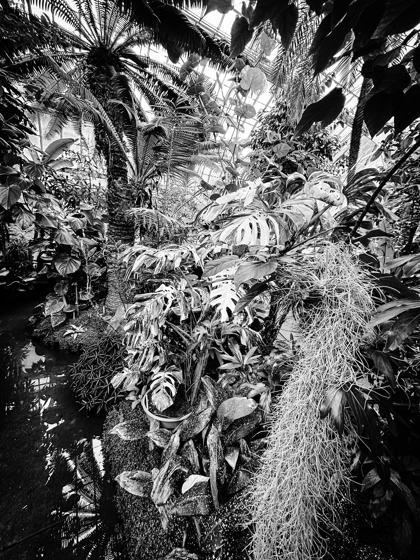 Tropical view #tropical #blackandwhite #blackandwhitephotography #botanical #greenhouse @smithcollegebotanicgarden #sepia #cyan