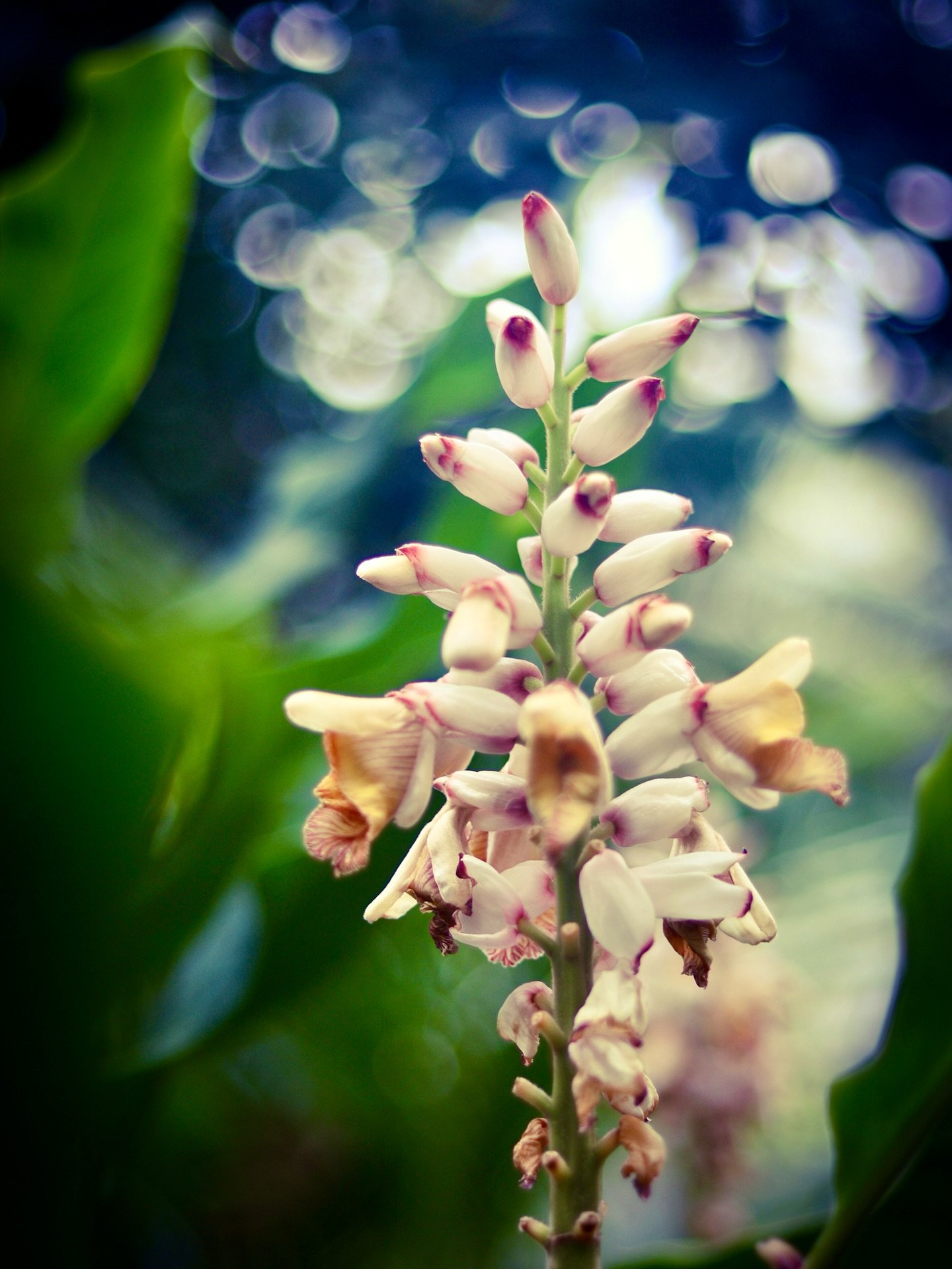 More dreamy bokeh #tropical #tropicalplants #bokeh #colors #colorphotography #botanical #dreamy