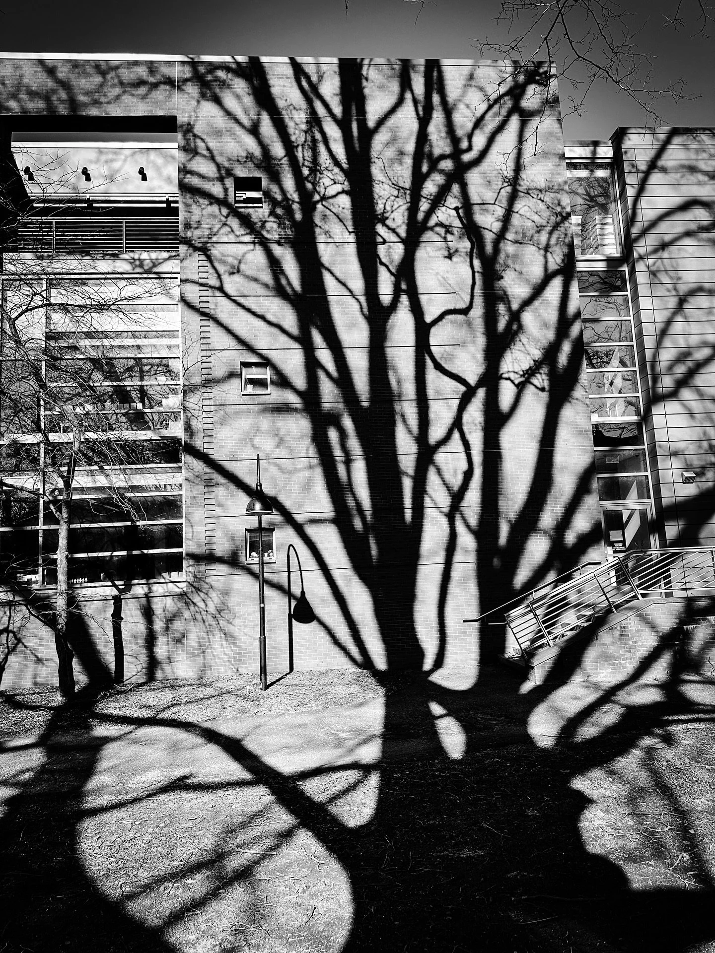 Majestic tree shadow #tree #shadow #blackandwhite #blackandwhitephotography #architecture #streetphotography #spring