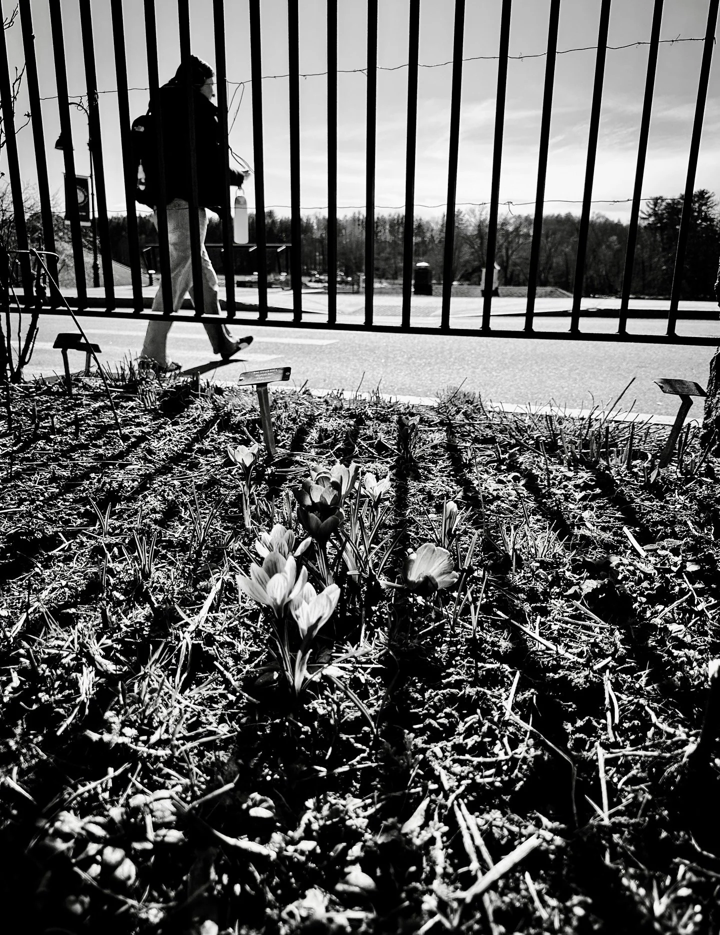 More spring #blackandwhite #blackandwhitephotography #streetphotos #streetphotography #spring #sunlight #shadows #colorsplash #leadinglines