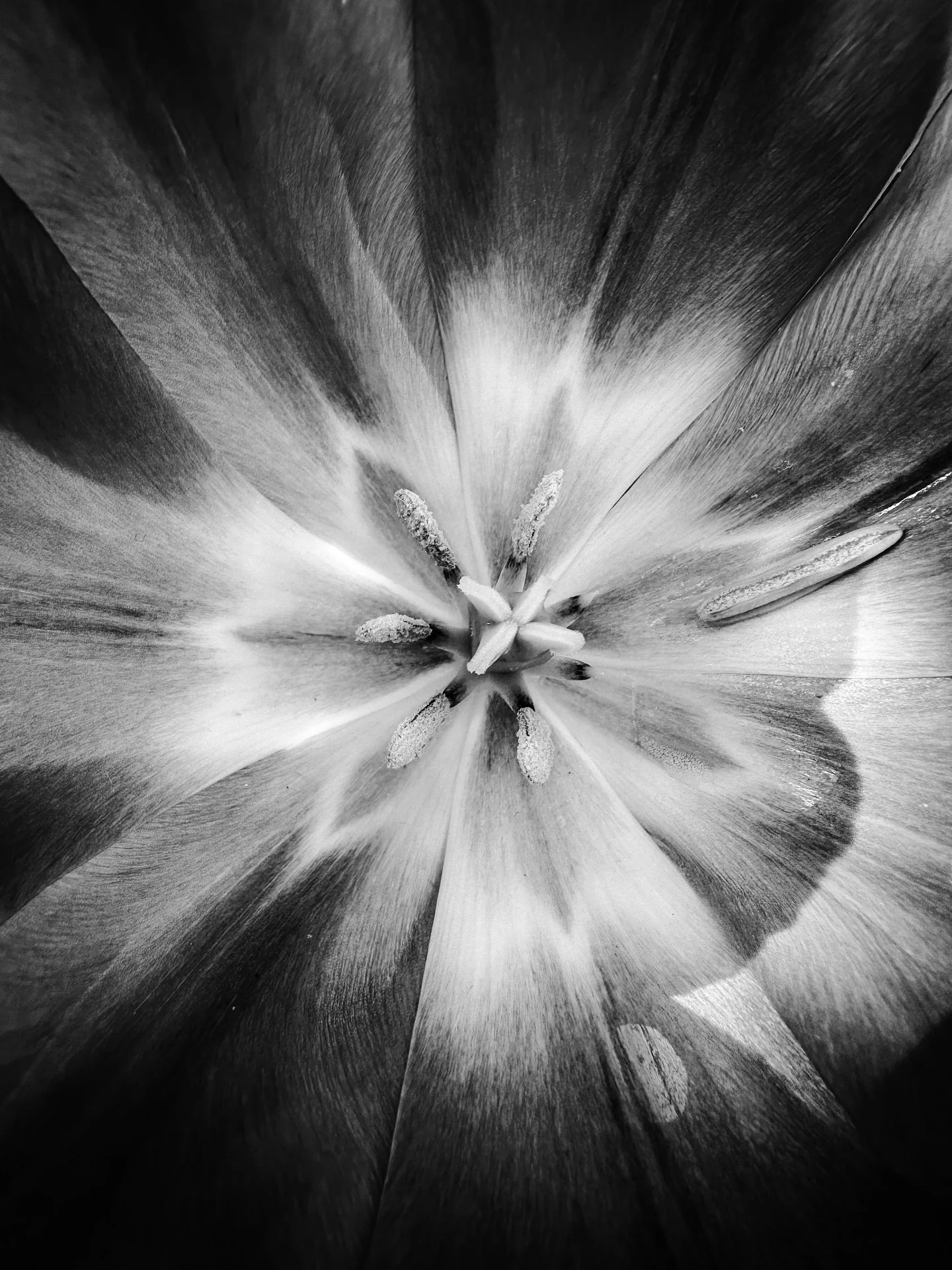 Signs of spring #flowers #blackandwhite #blackandwhitephotography #spring #colors #colorphotography @smithcollegebotanicgarden