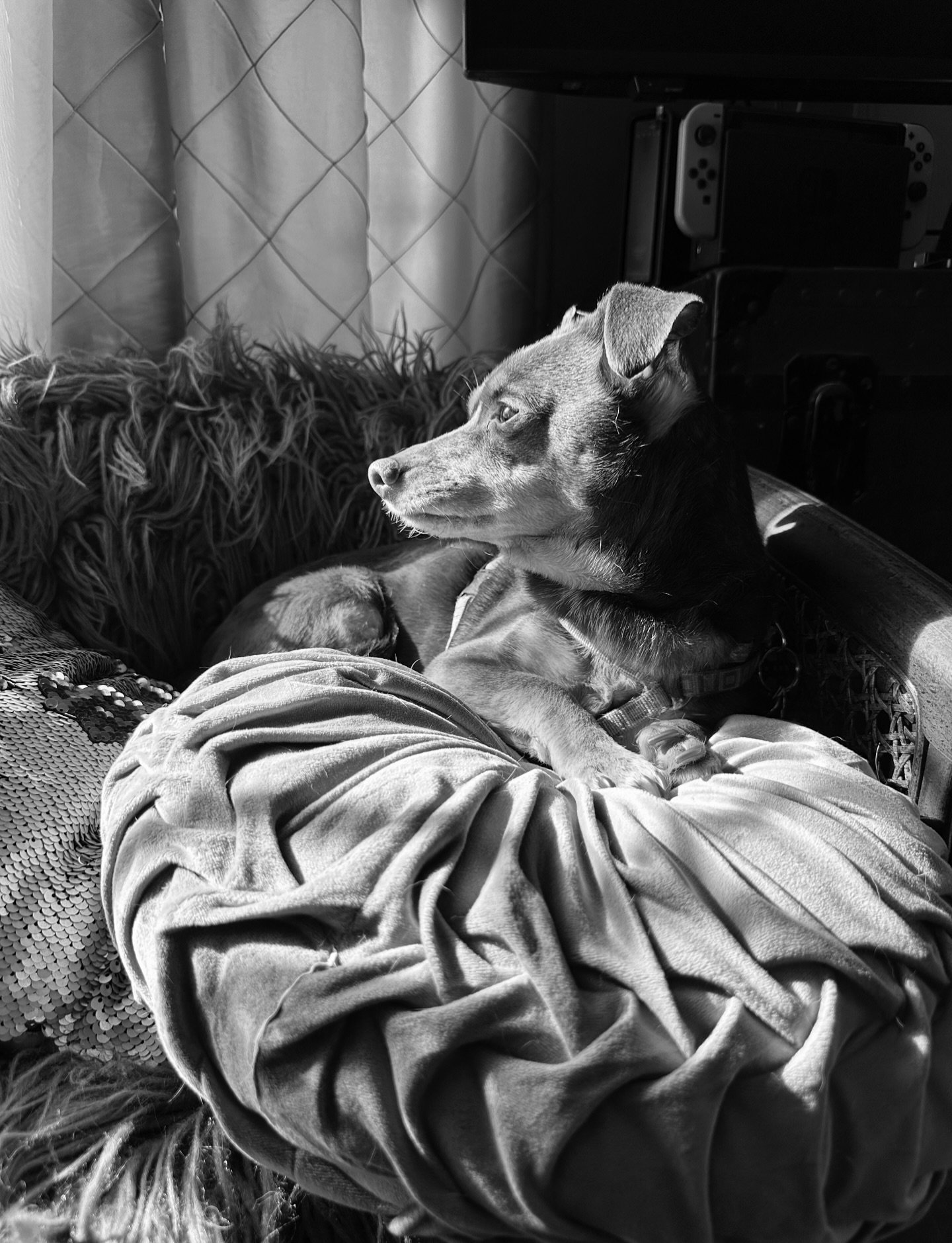Dog portrait #blackandwhite #blackandwhitephotography #dog #dogs #portrait #petportrait