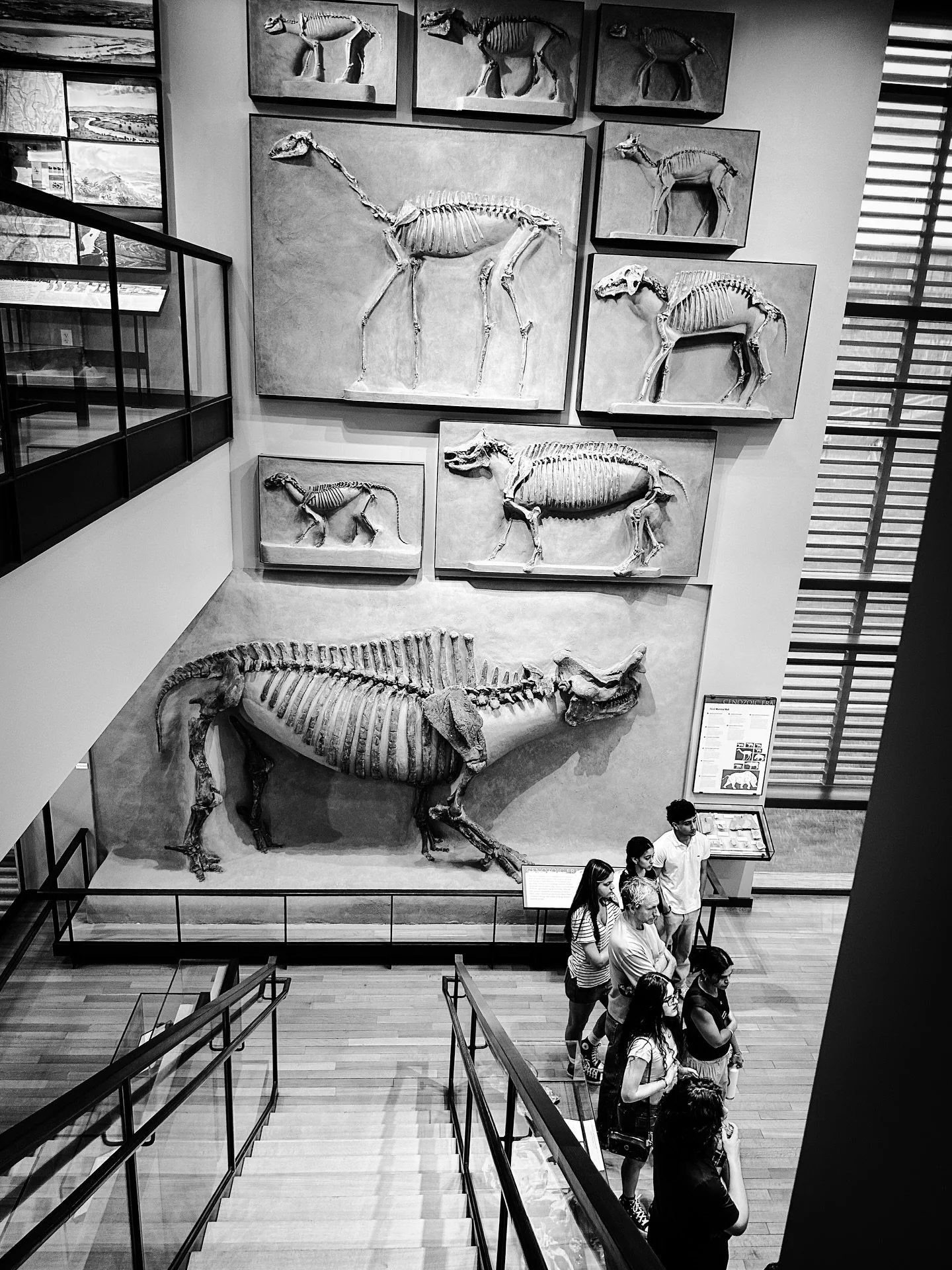 Photo club visit to Beneski natural history museum @amherstcollege #blackandwhite #blackandwhitephotography #dinosaurs #dinosaurmuseum #museum #naturalhistorymuseum