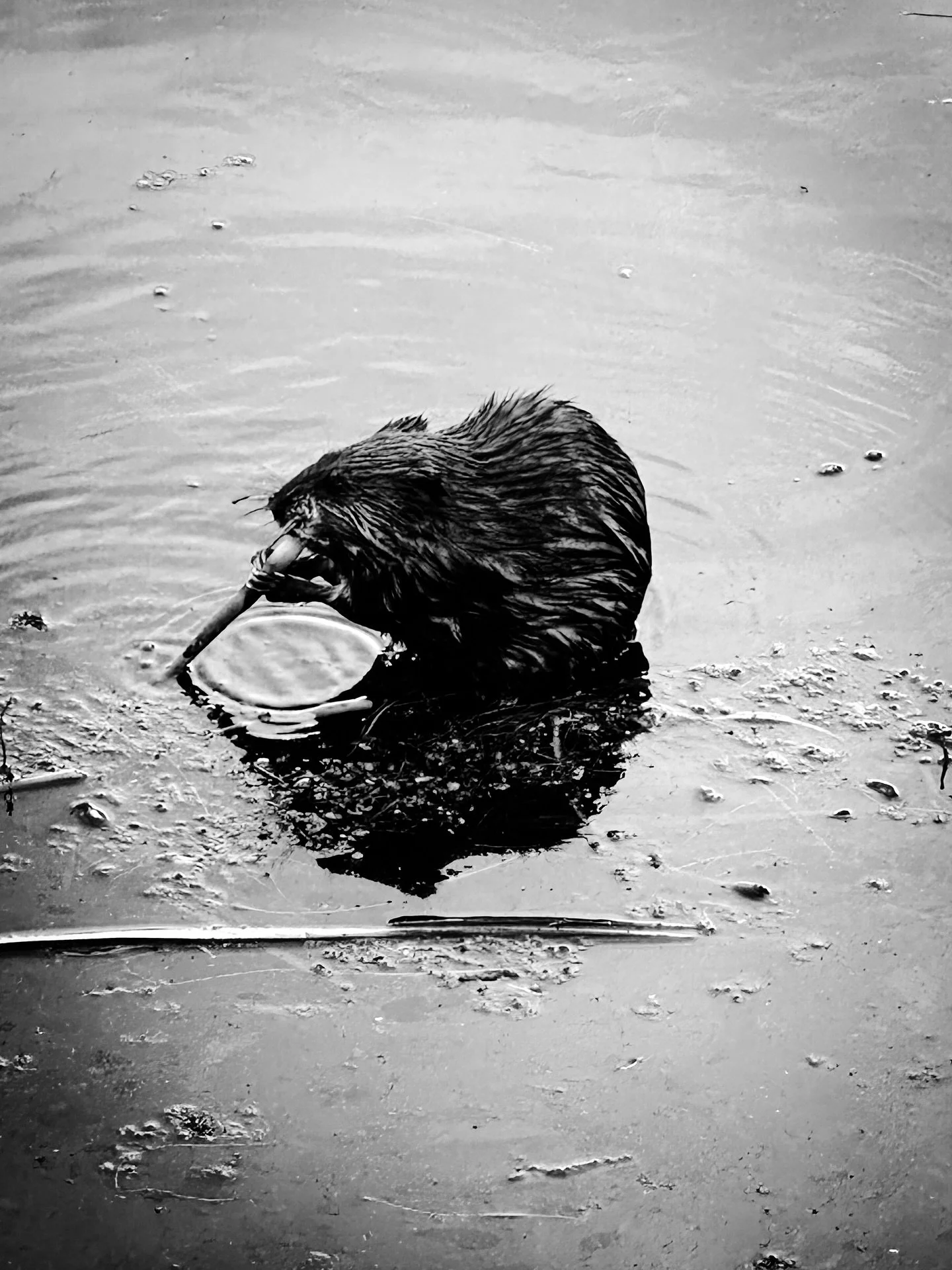 Beaver friend #naturearea #beaver #blackandwhitephotography #blackandwhite #nature #streetphotos #streetphotography #landscape #landscspephotography