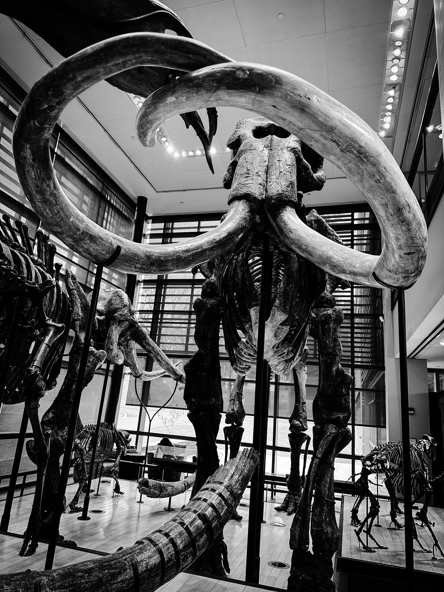 More from Beneski natural history museum #blacknwhite #blackandwhitephotography #museum #naturalhistorymuseum