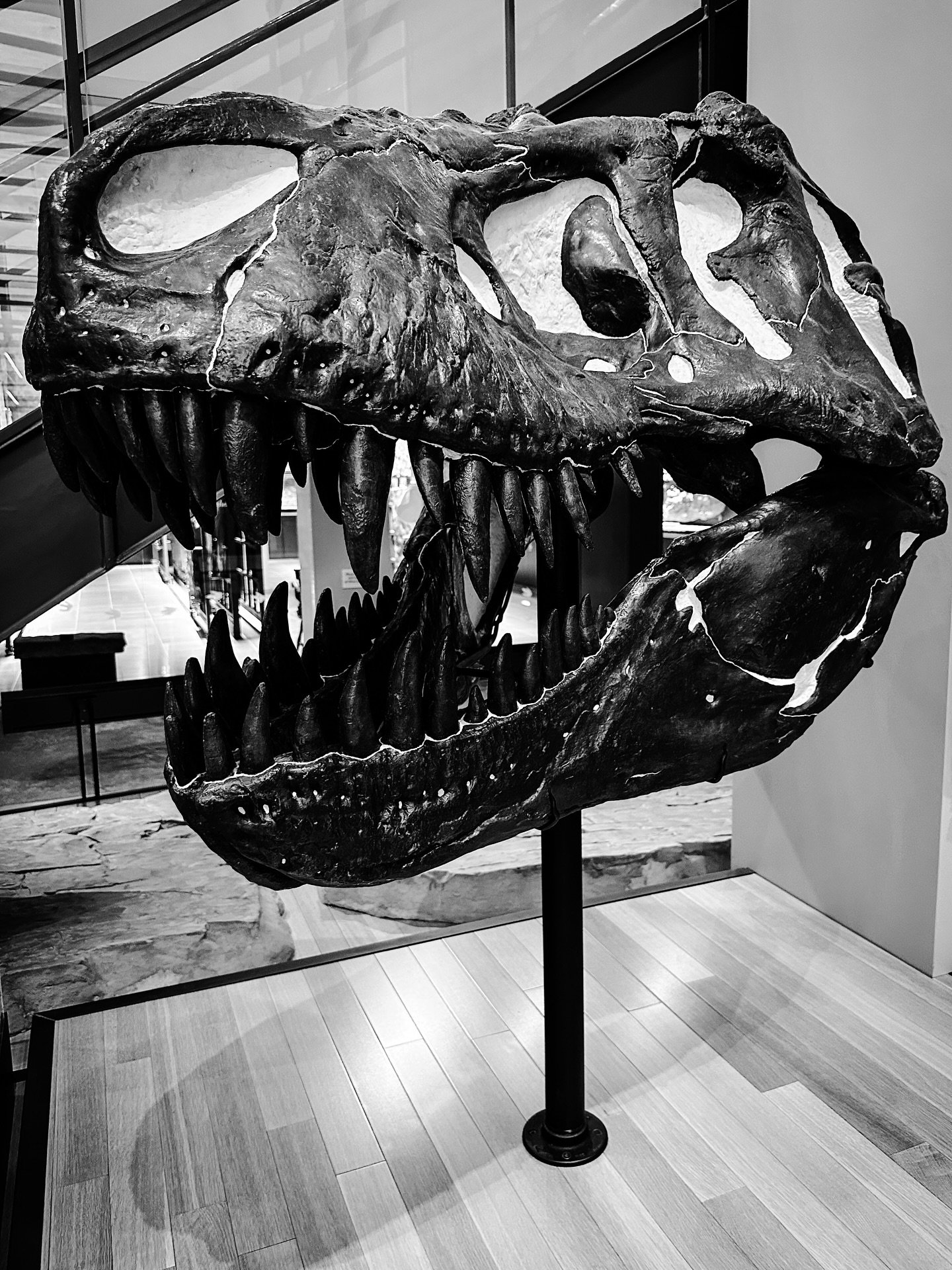 More animal friends #trex #dinosaurs #sabertooth #dinosaurmuseum #naturalhistorymuseum #blackandwhitephotography #blackandwhite #timeless