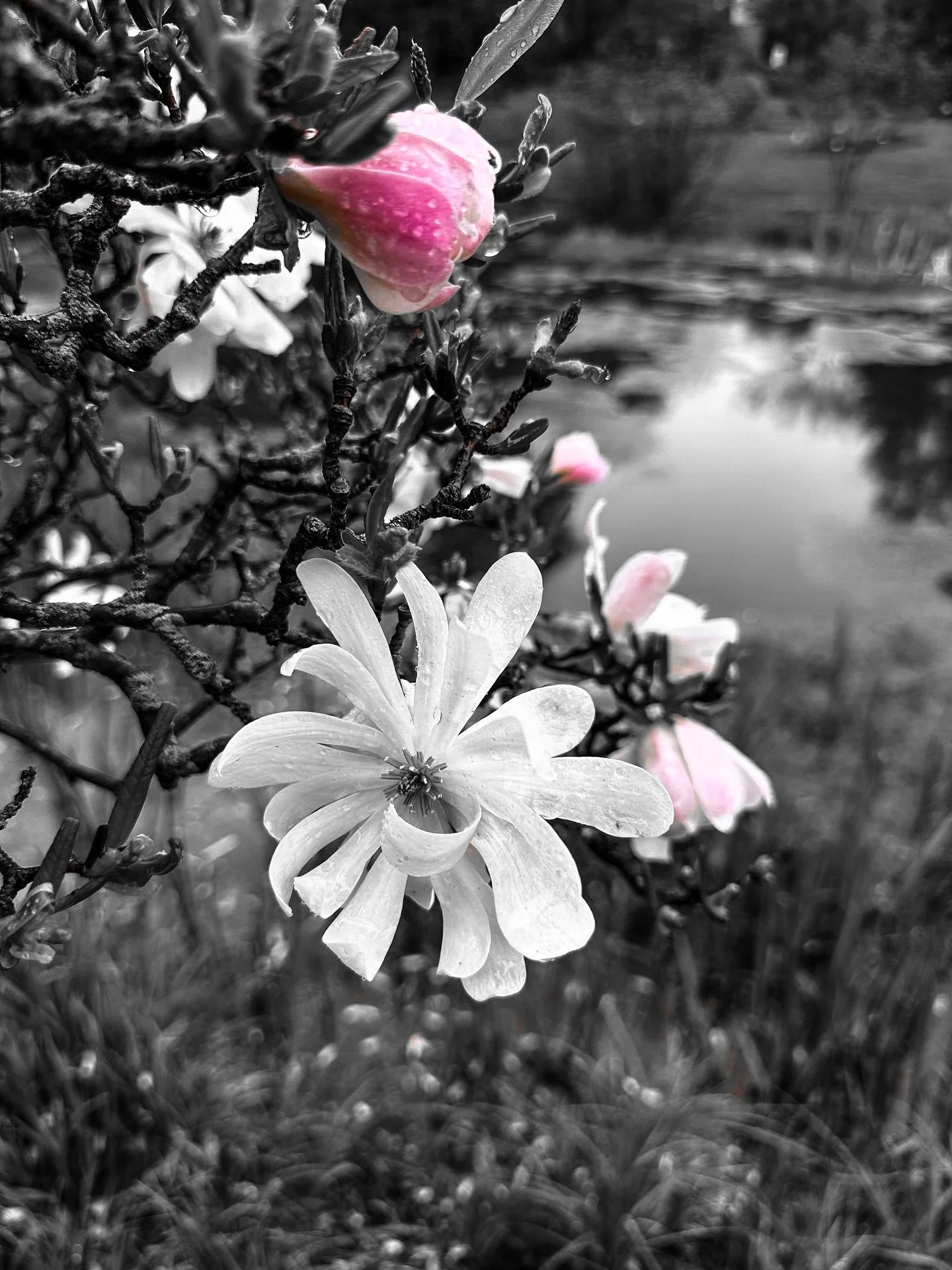 Magnolia views @smithcollegebotanicgarden #blackandwhite #blackandwhitephotography #magnolia #magnoliaflower #spring #flowers #colorsplash #sepia #cyan