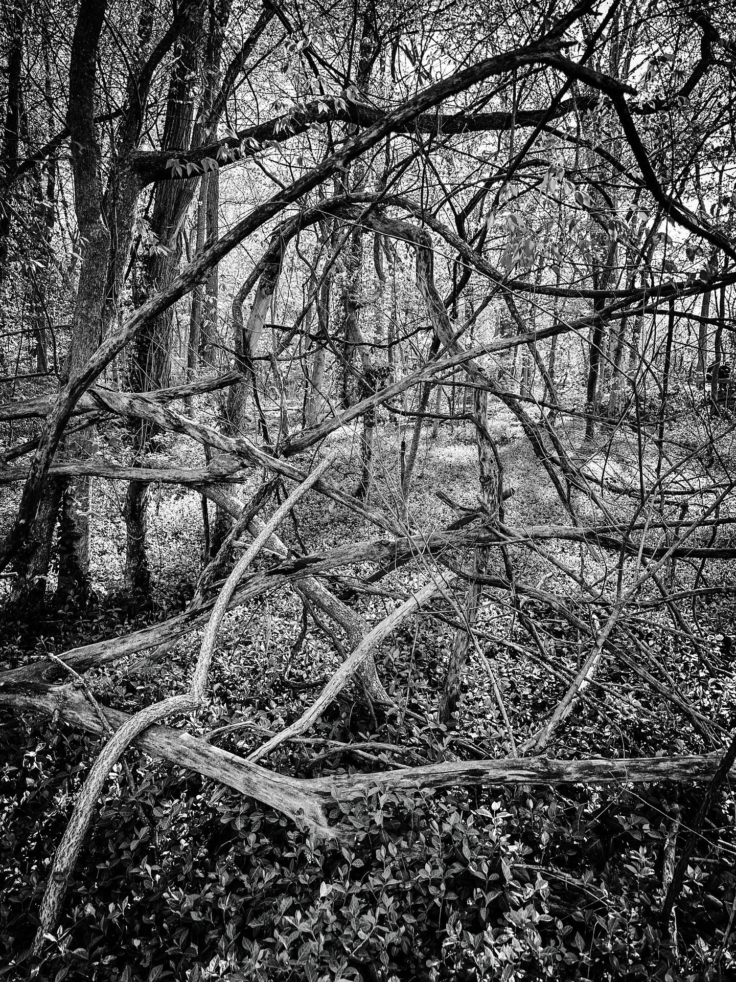 #trees #forest #vines #path #paths #woods #blackandwhite #blackandwhitephotography #sunlight #shadows
