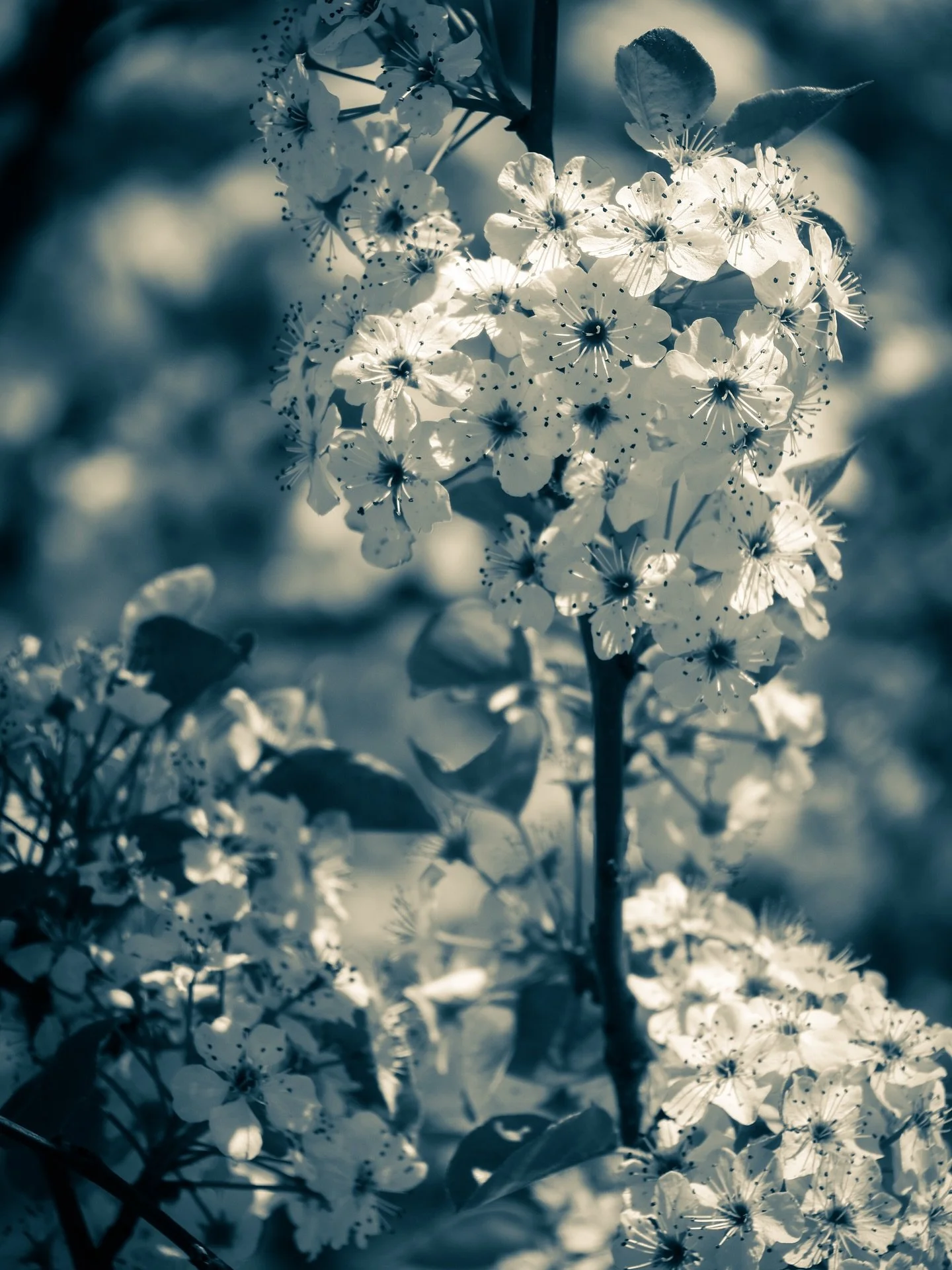 #Spring #flowers #bokeh #cyan #sepia #blackandwhite #blackandwhitephotography #trees #floweringtrees