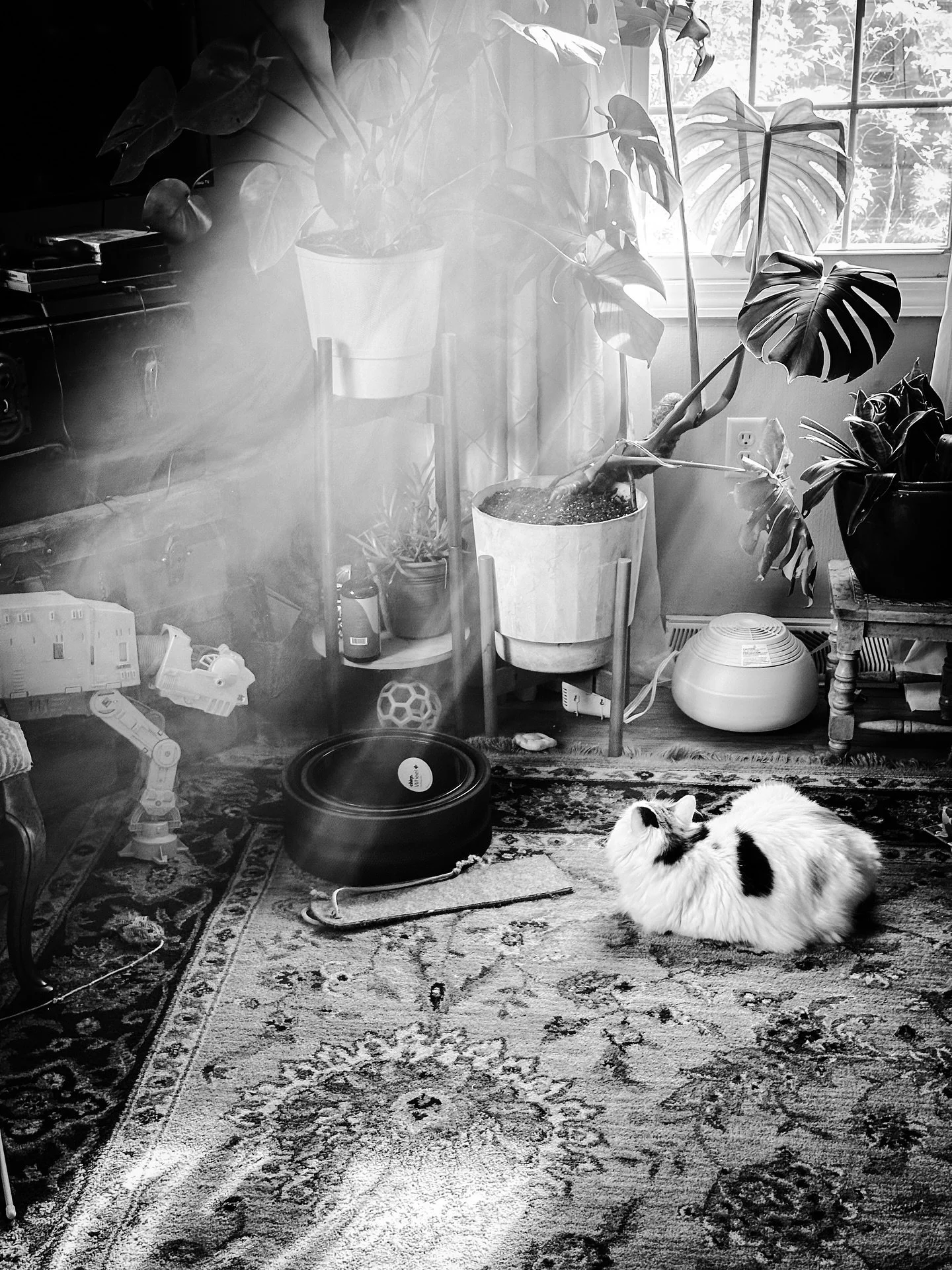 Sun rays #sunrays #cat #sunbeams #plants #blackandwhite #blackandwhitephotography #window #view