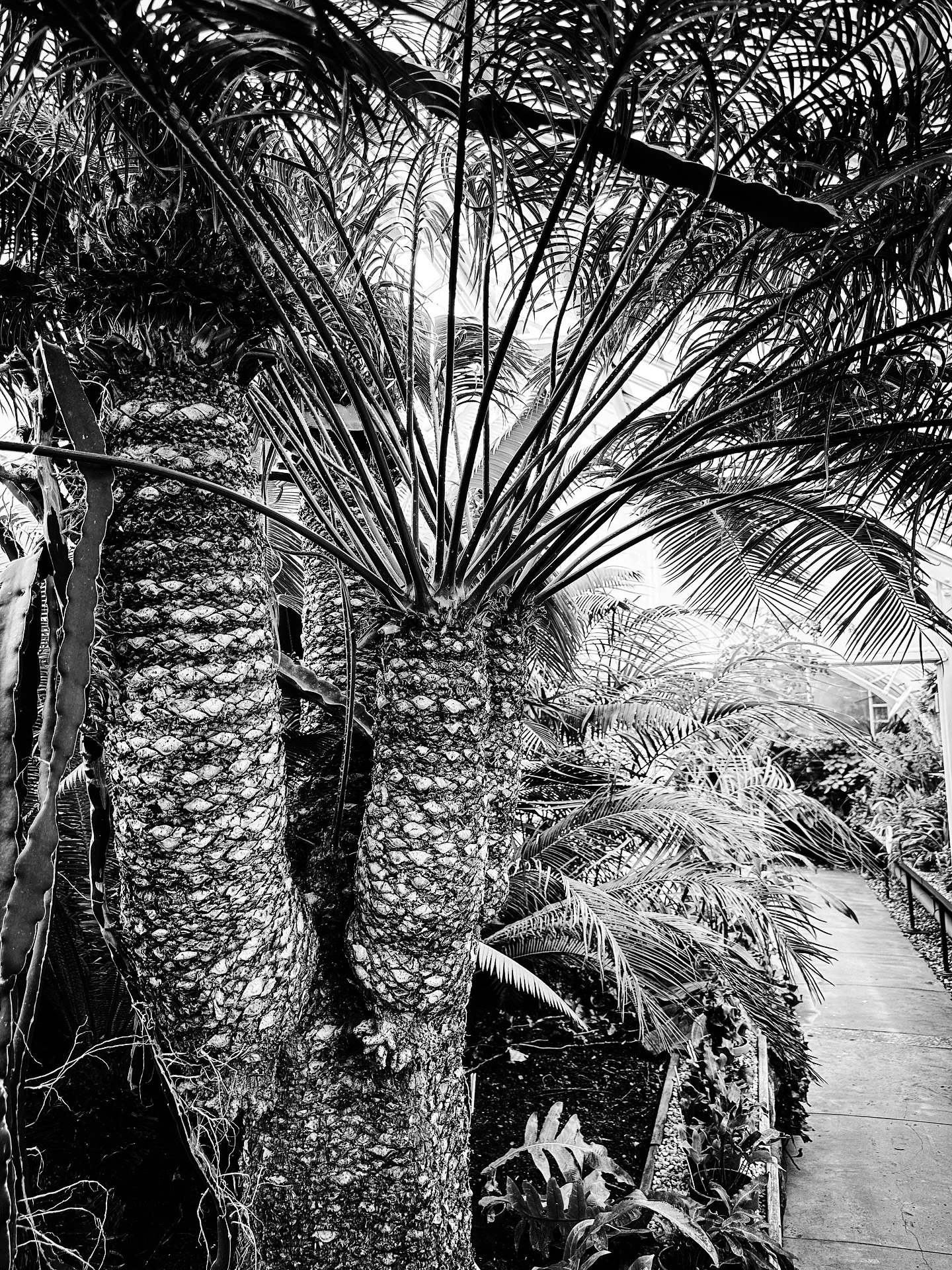 Tropical plants @ MHC Talcott greenhouse #tropical #plants #blackandwhitephotography #blackandwhite #nature #greenhouse #timeless