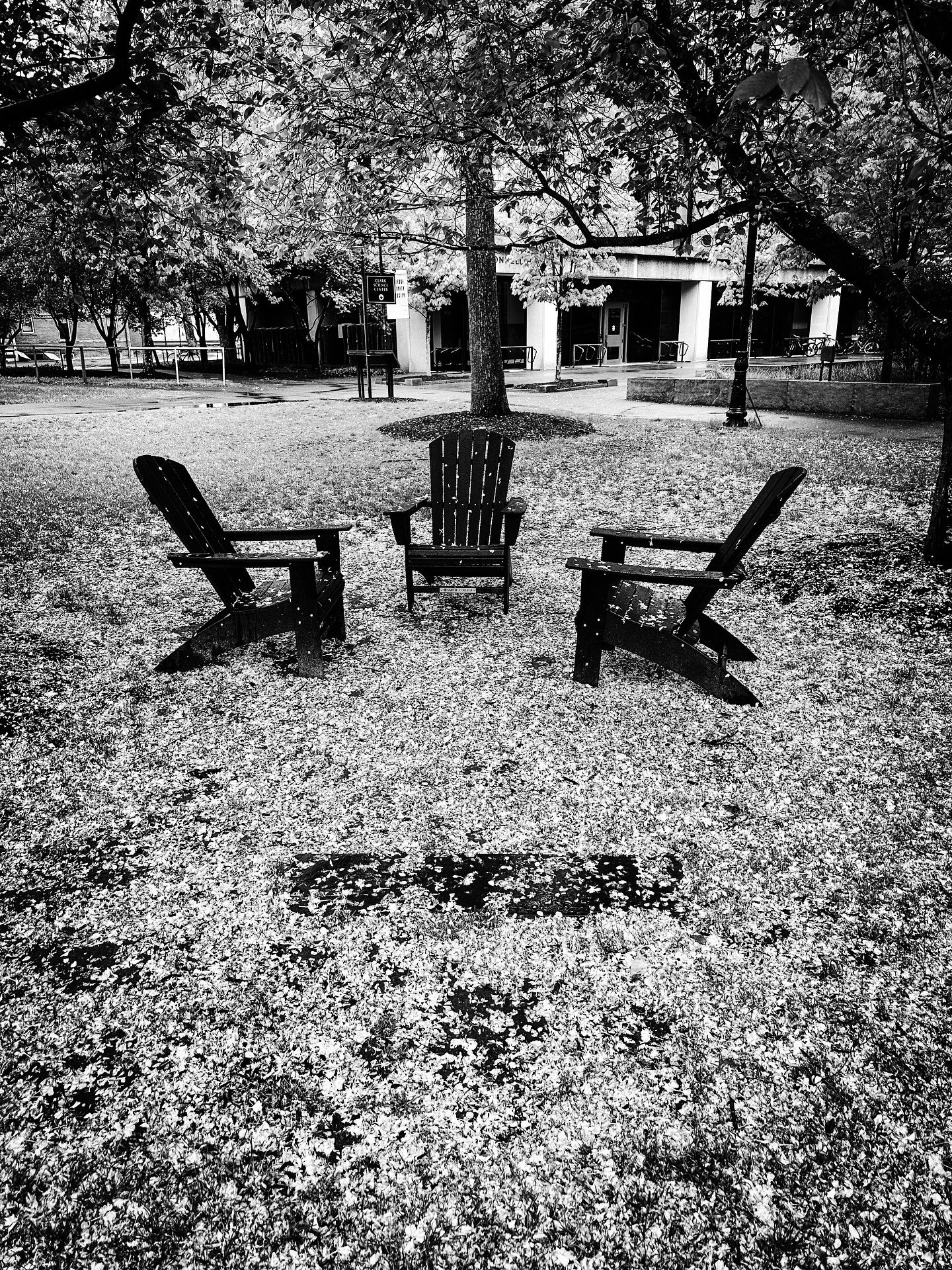 Walking in the rain #spring #rain #flowers #trees #floweringtrees #streetphotos #streetphotography #blackandwhite #blackandwhitephotography #rainy